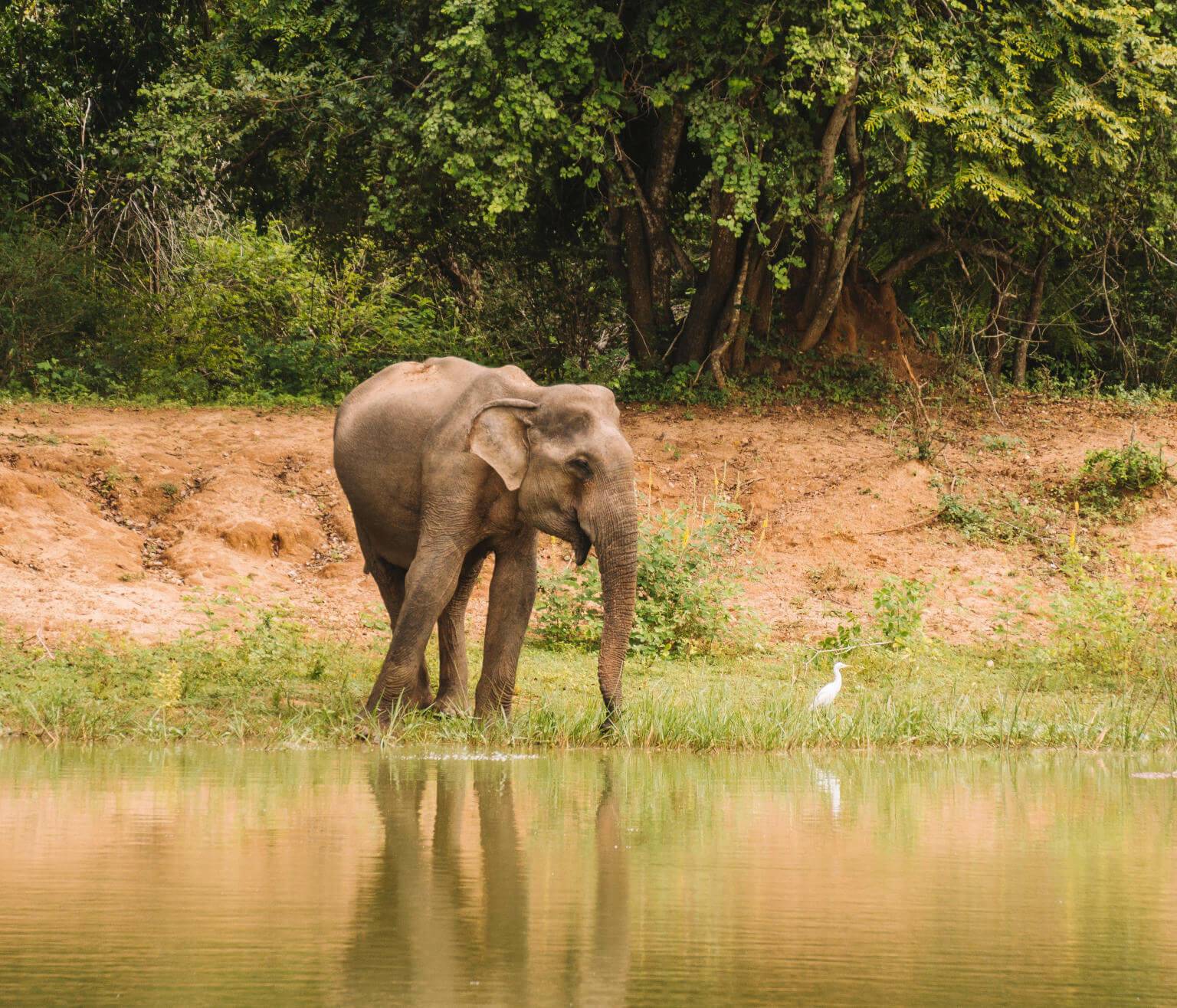 Eine Safari durch den Yala Nationalpark auf Sri Lanka ist eines der Highlights!
