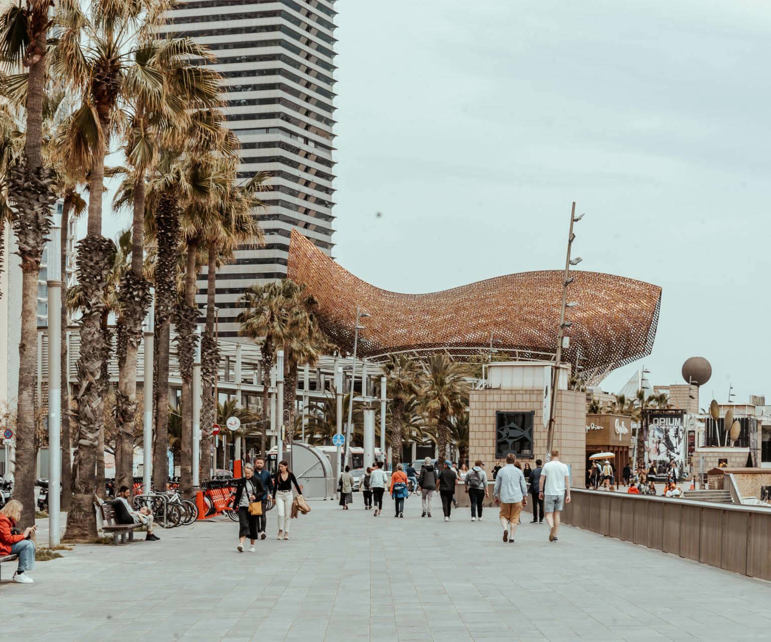 An der Strandpromenade in Barcelona reihen sich die Palmen.