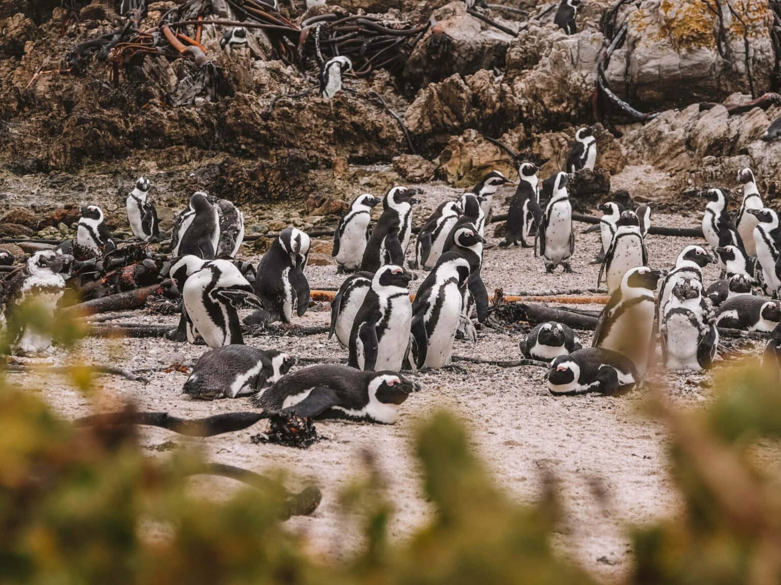 Ganz viele Pinguine am Stand Betty’s Bay in Südafrika.