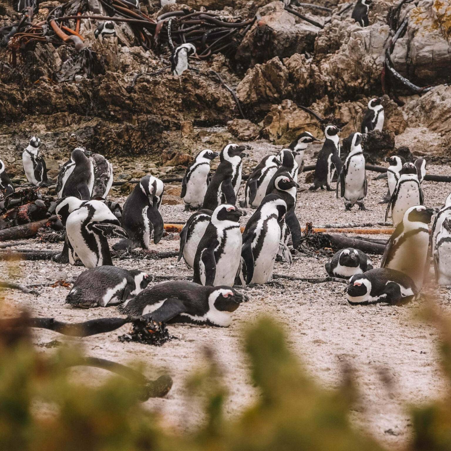 Ganz viele Pinguine am Stand Betty’s Bay in Südafrika.