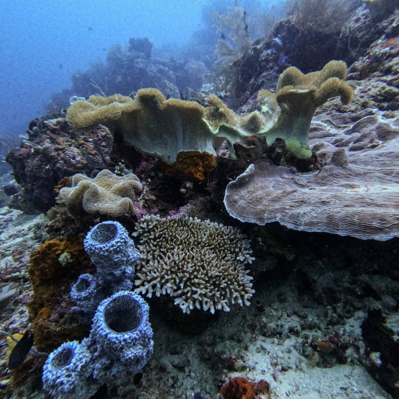 Ein buntes Riff im Meer von Raja Ampat.