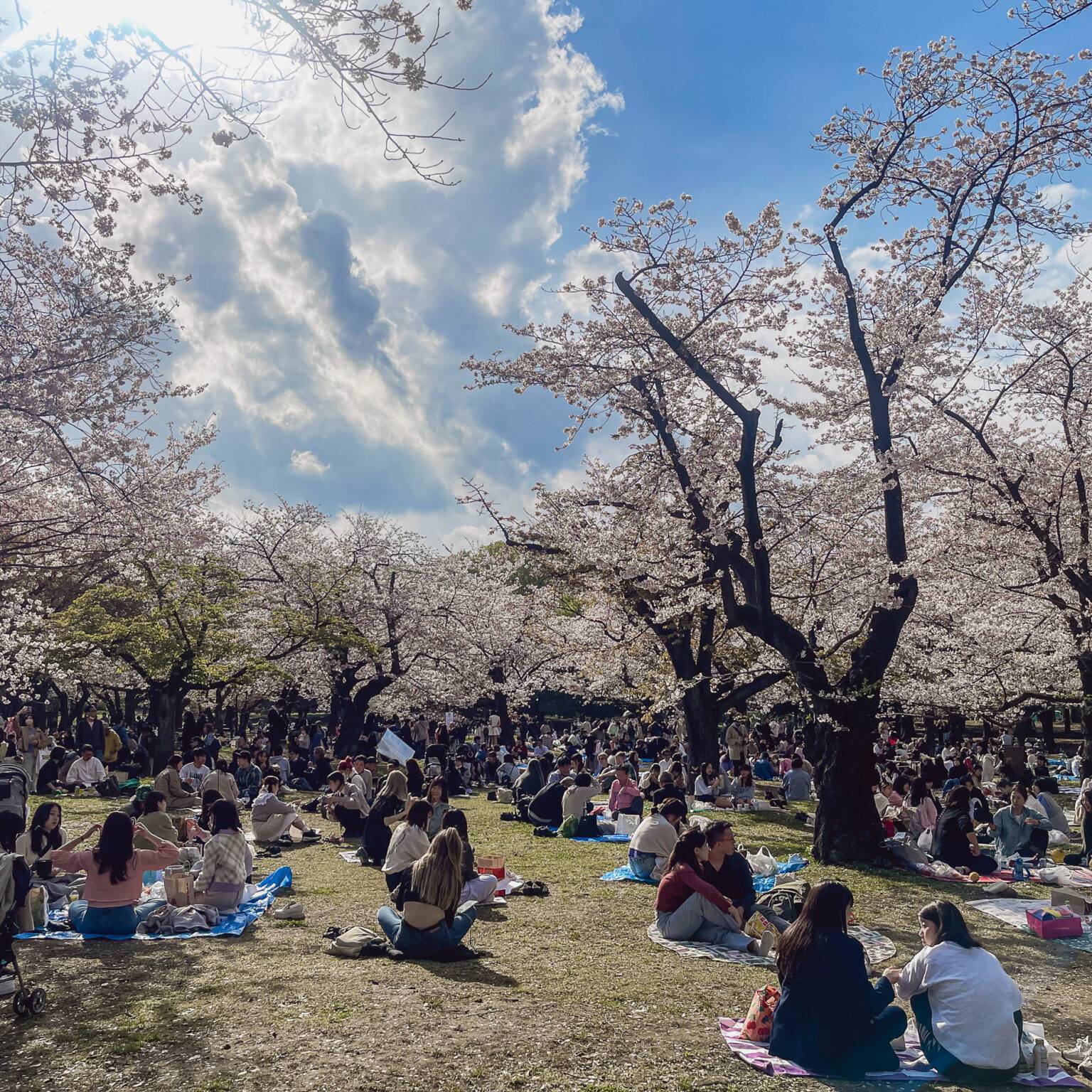 Menschen sitzen unter den blühenden Kirschbäumen im Yoyogi Park in Tokio.