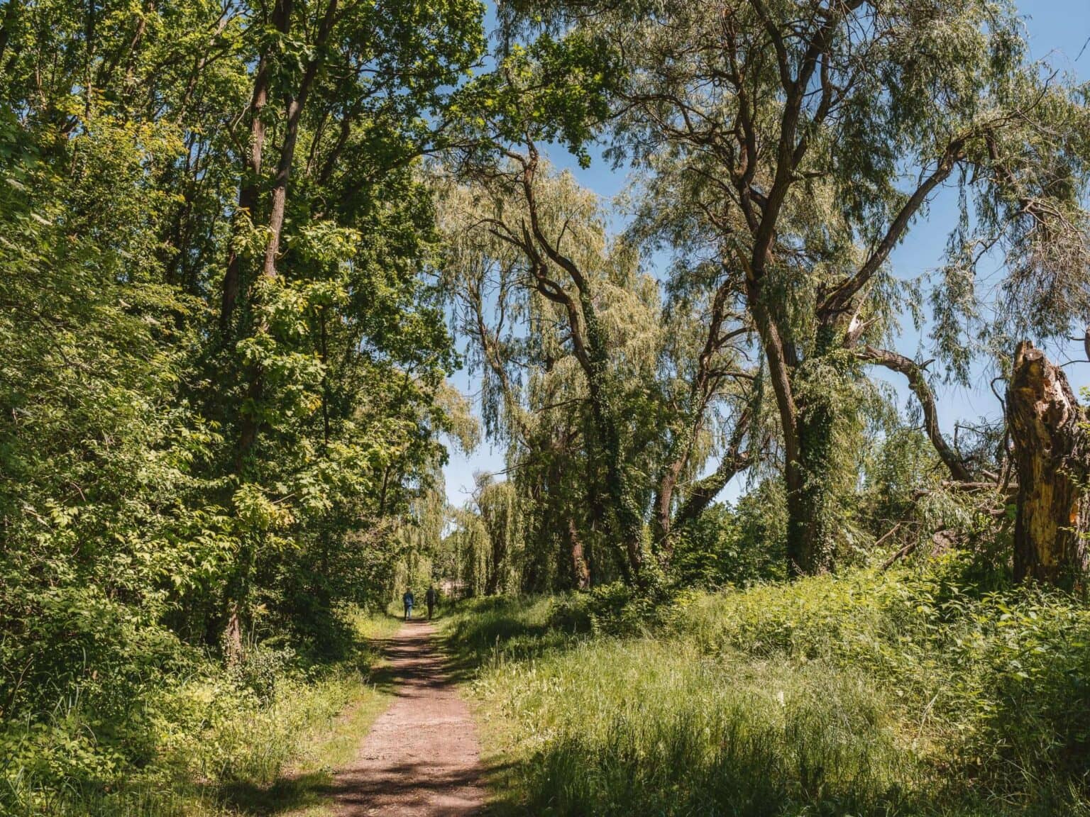 Ein Weg durch verschiedene grüne Pflanzen und große Bäume im Naturpark Kis Balaton in Ungarn.