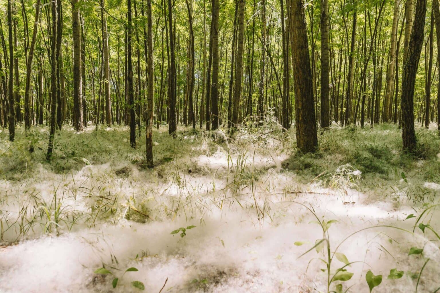 Der Pappelschnee - ein ganz besonderes Naturereignis.