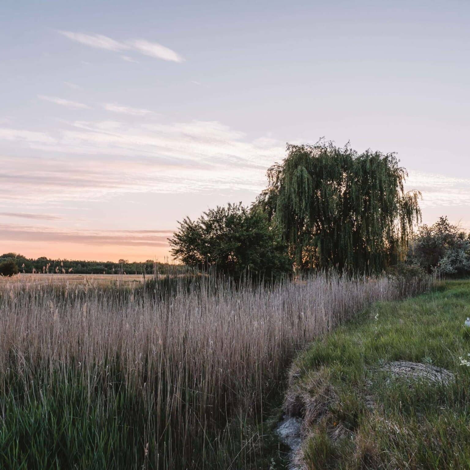 Die grüne Landschaft von Puszta im Abendrot in Ungarn.