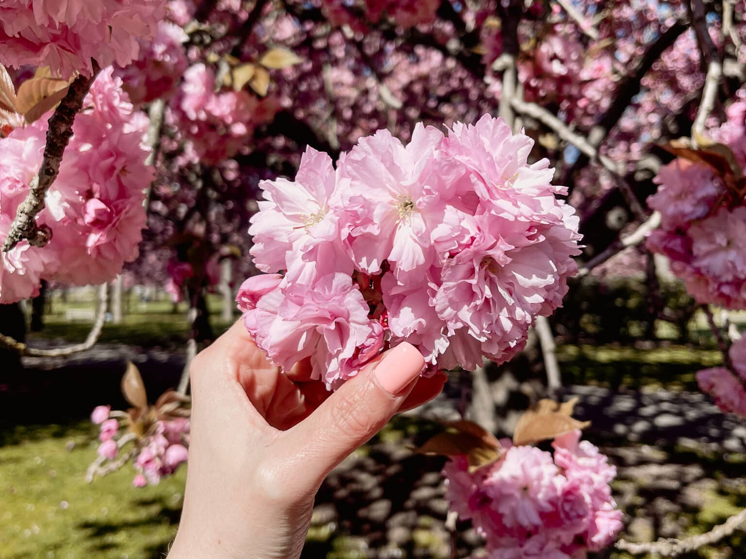 Die pinkfarbenen Kirschblüten in Tokio verleihen der grauen Stadt ein wenig Farbe.