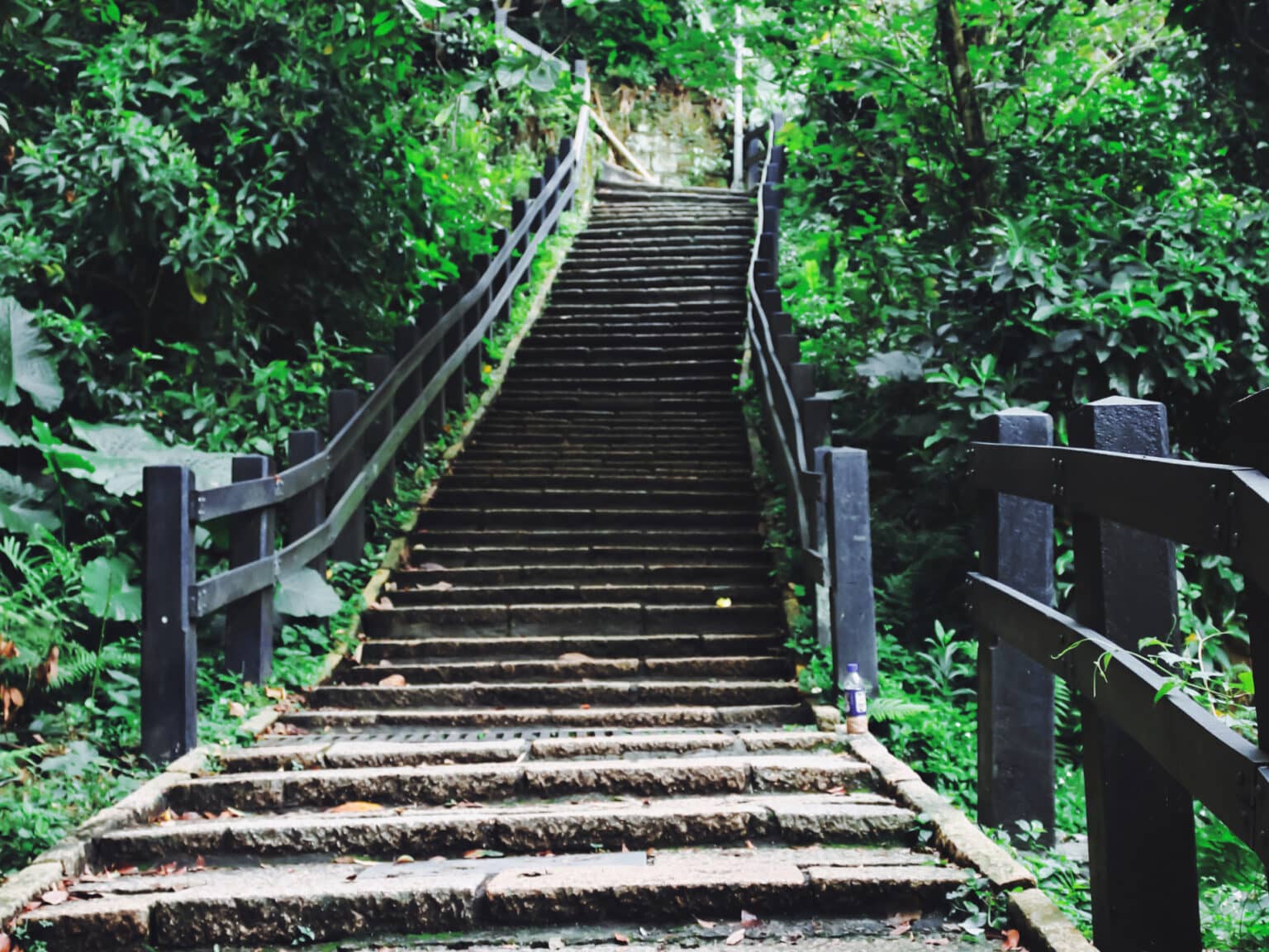Ein kleiner Weg mit Stufen im grünen führen auf den Elephant Mountain in Taipeh.