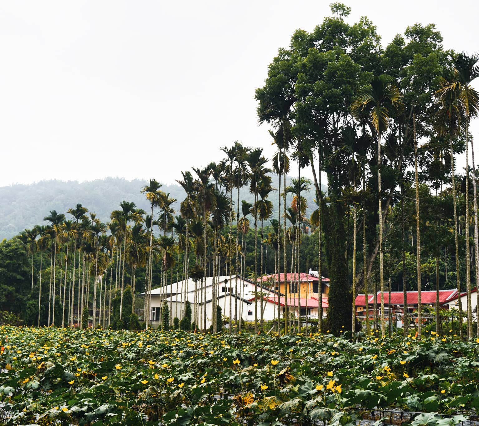 Viele Plamen und grüne Pflanzen bilden die Landschaft um den Sun Moon Lake in Taiwan.