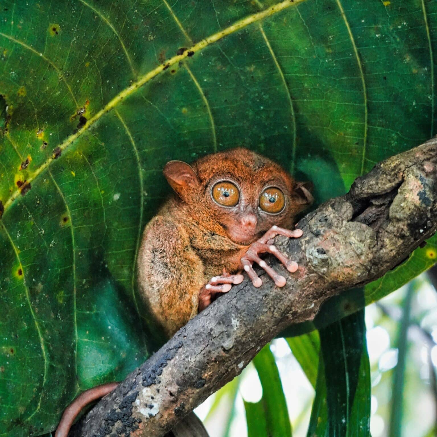 Ein Koboldmakis sitzt auf einem Ast in Bohol.