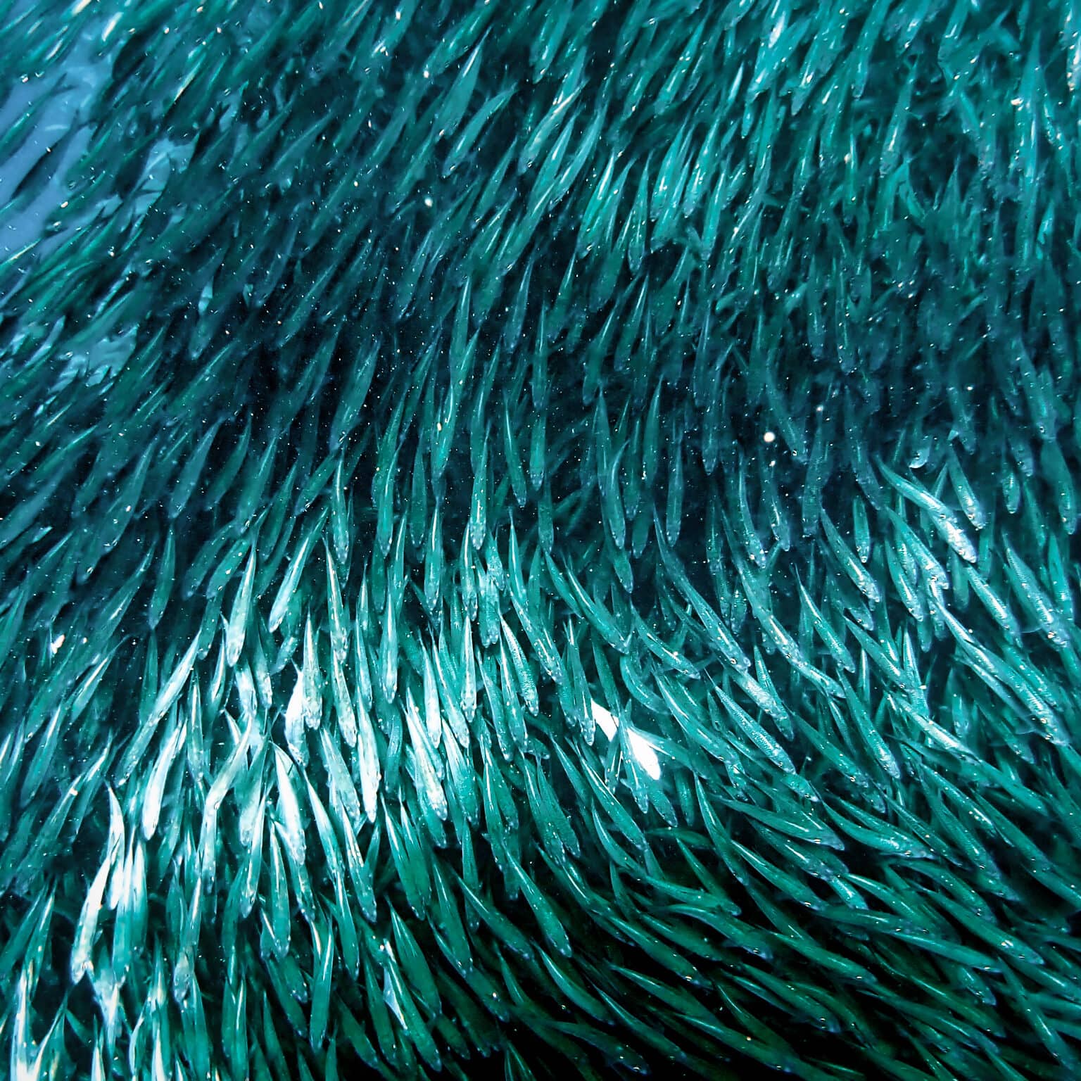 Ein Schwarm aus tausenden Sardinen in Meer.