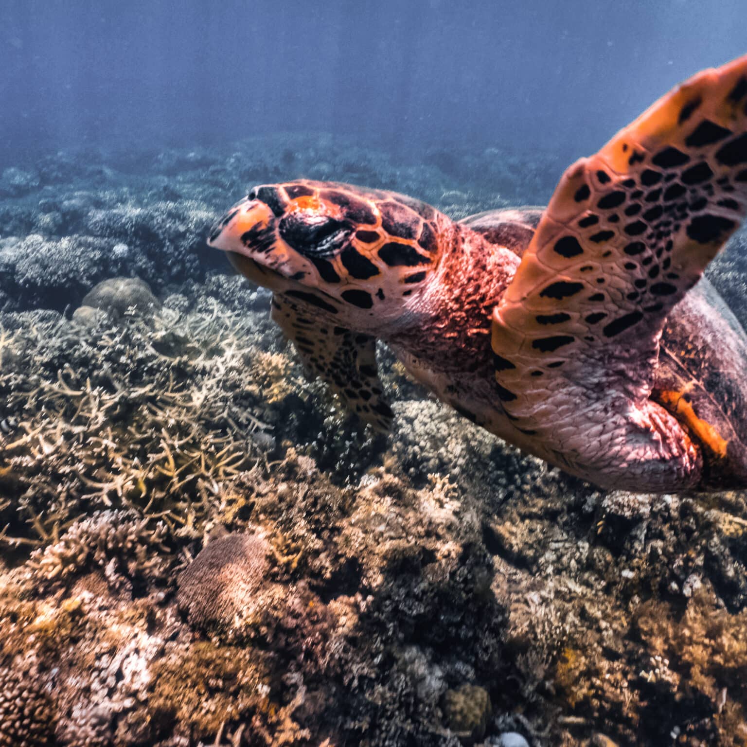 Eine Schildkröte schwimmt oberhalb eines Riffs im klaren Meer.
