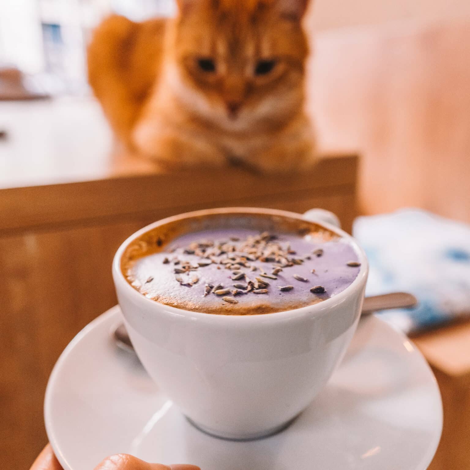 Eine Tasse Cappuccino im Vordergrund einer orangfarbenen Katze in Katzencafe in Prag.