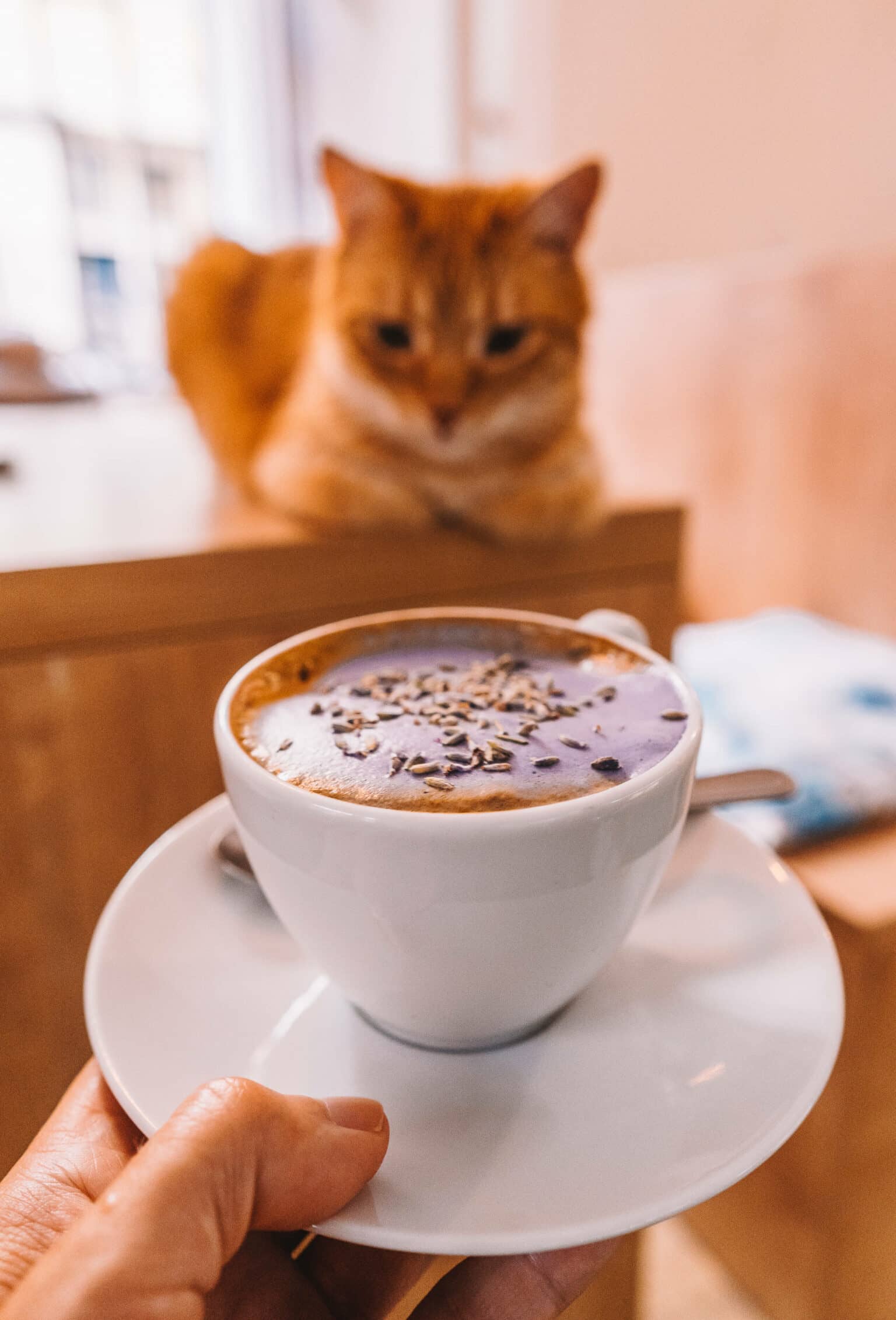 Cappuccino in bester Gesellschaft.
