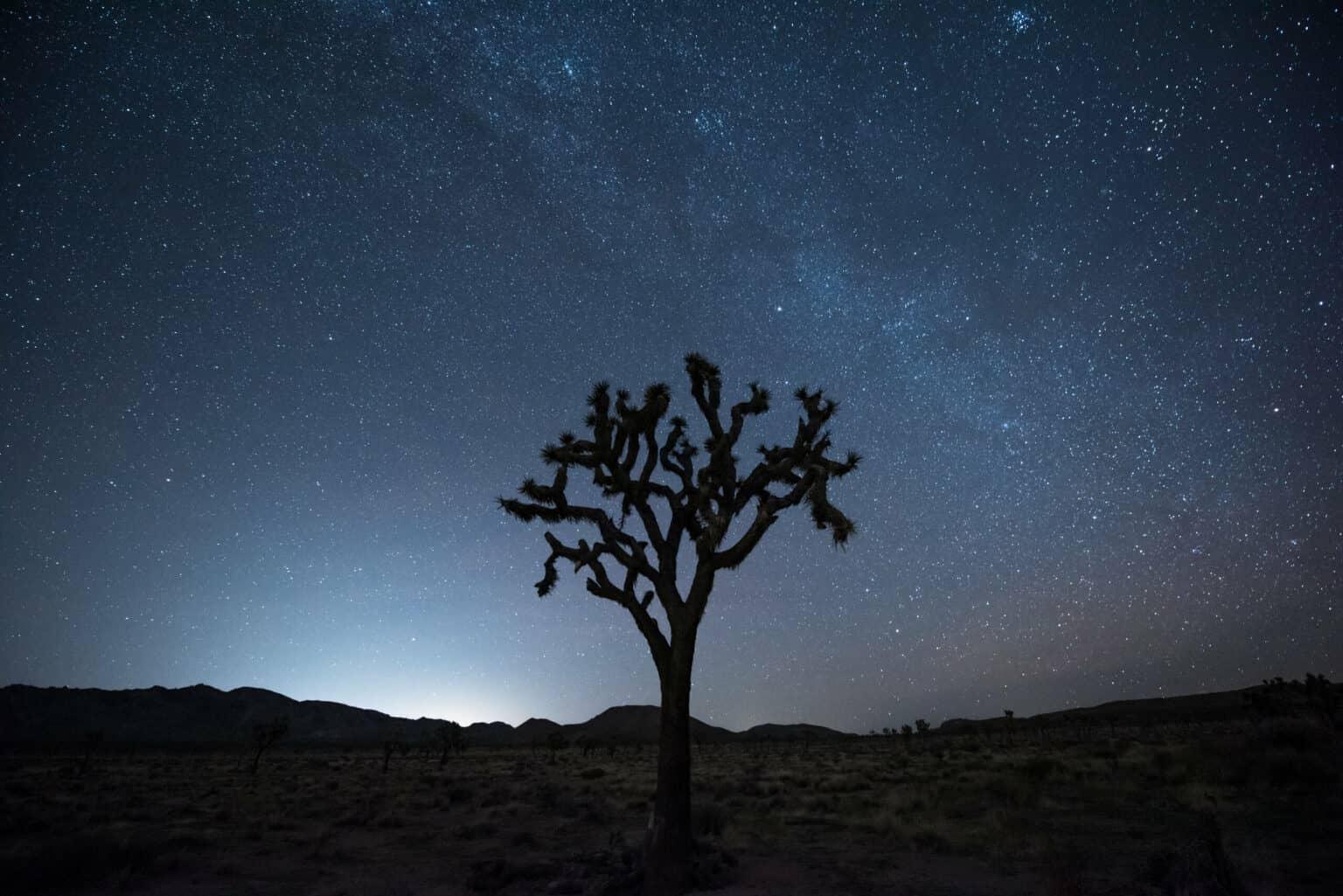 In Kalifornien kannst du zahlreiche Parks erkunden, wie etwa den Joshua Tree Nationalpark. 