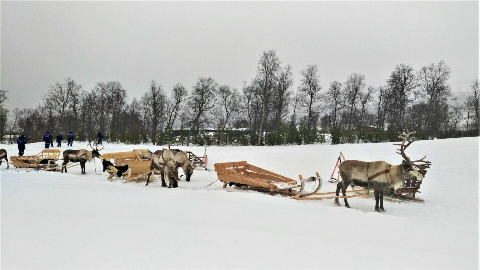 Allzeitbereit bringen dich die friedlichen Rentiere zum Rentiercamp.