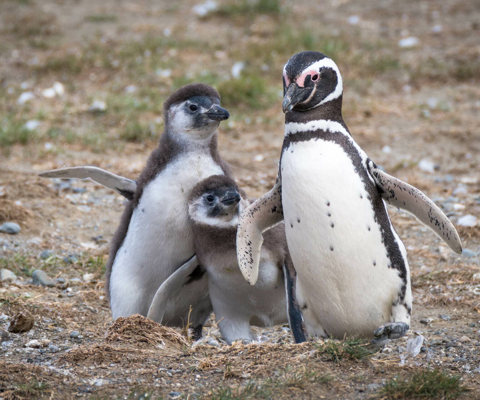 Drei Magellan-Pinguine auf der Isla Magdalena in Chile.