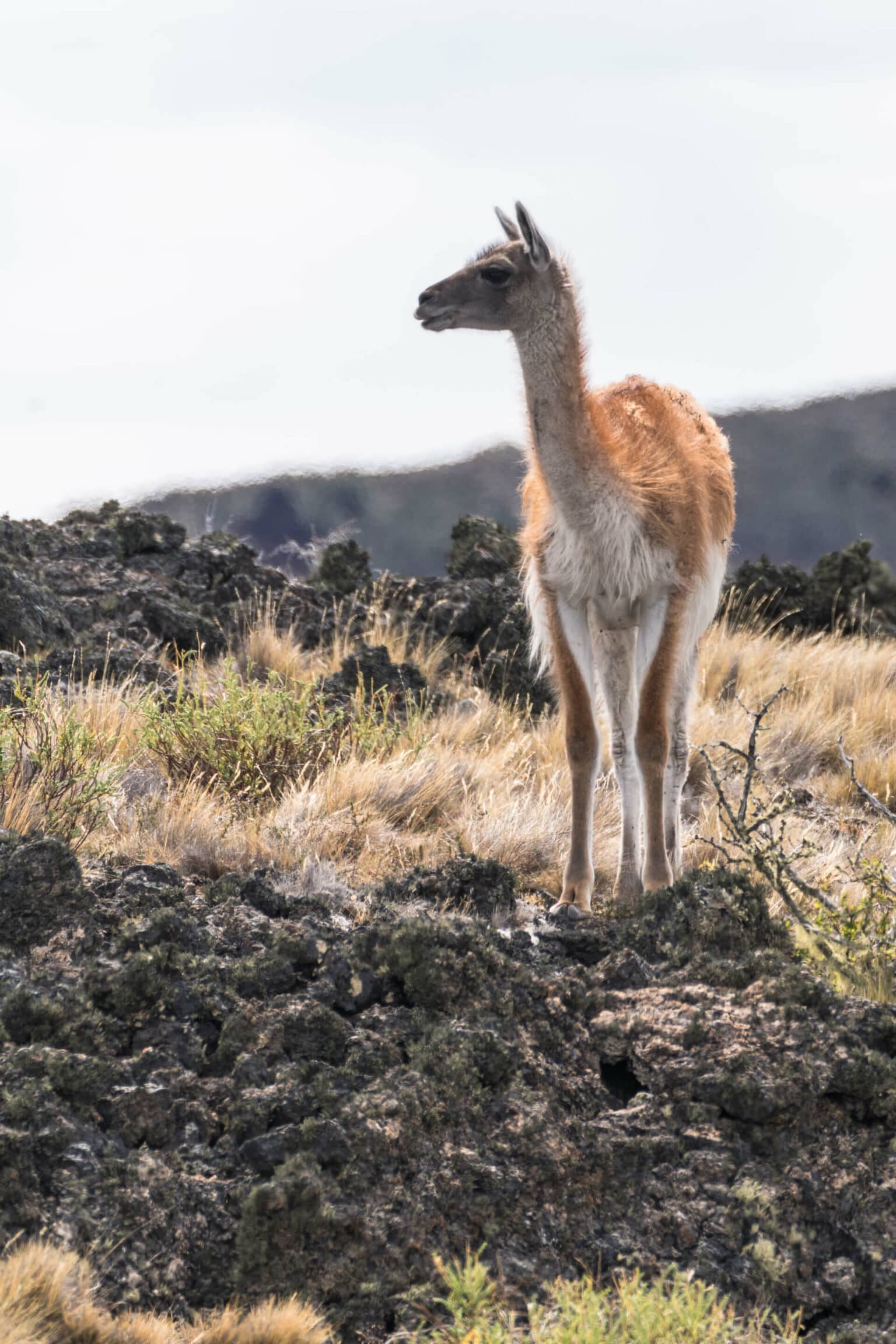 Ein Guanako im Pali Aike Nationalpark. 