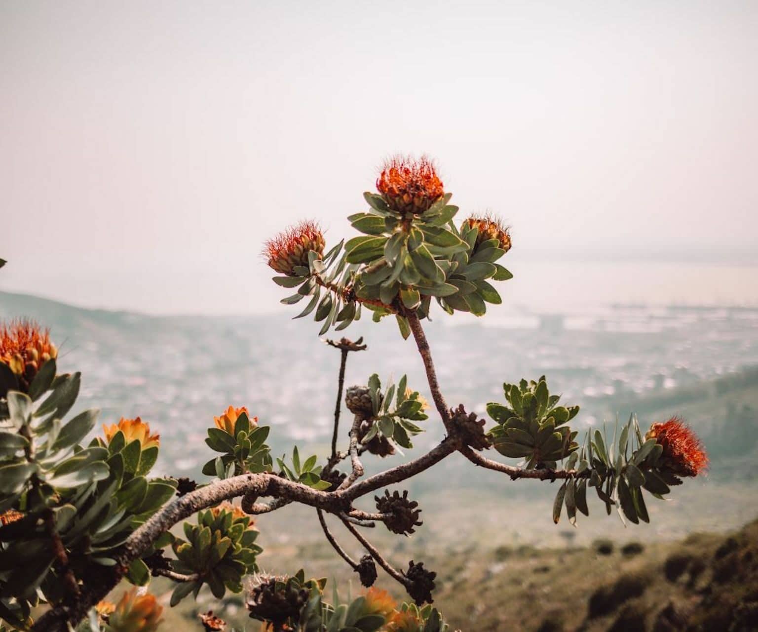 Ein Baum mit orangenen Blüten.