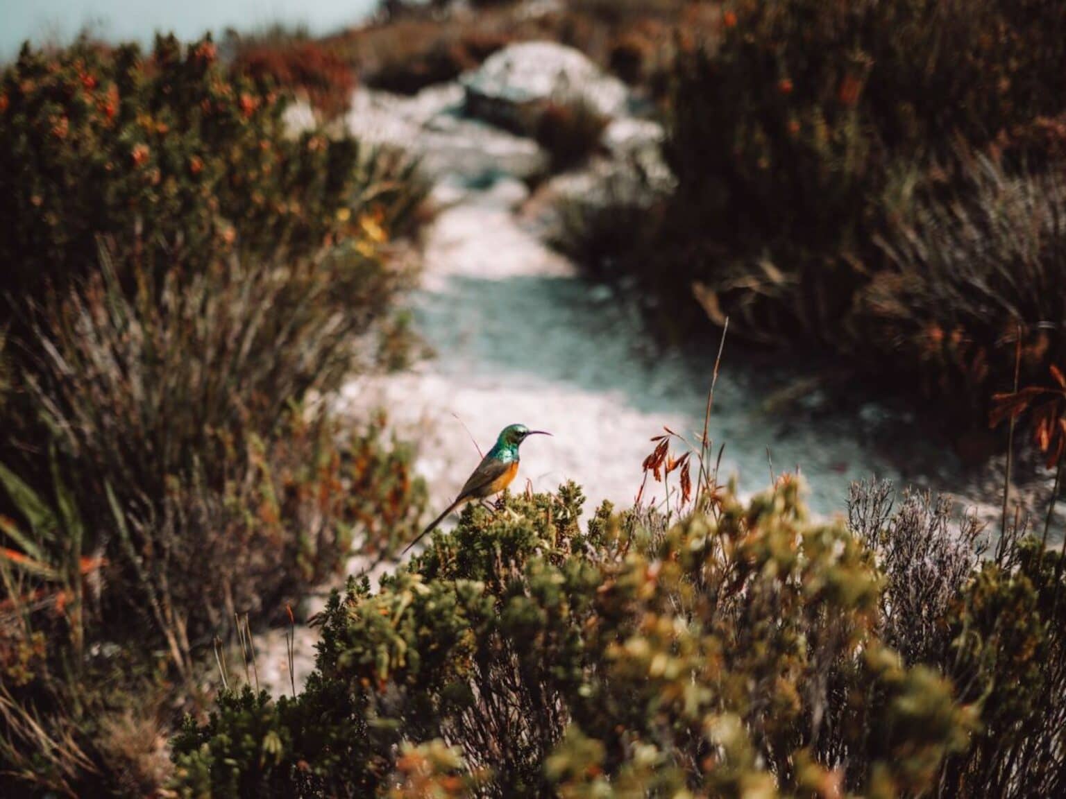 Ein bunter Vogel sitzt auf Gestrüpp.