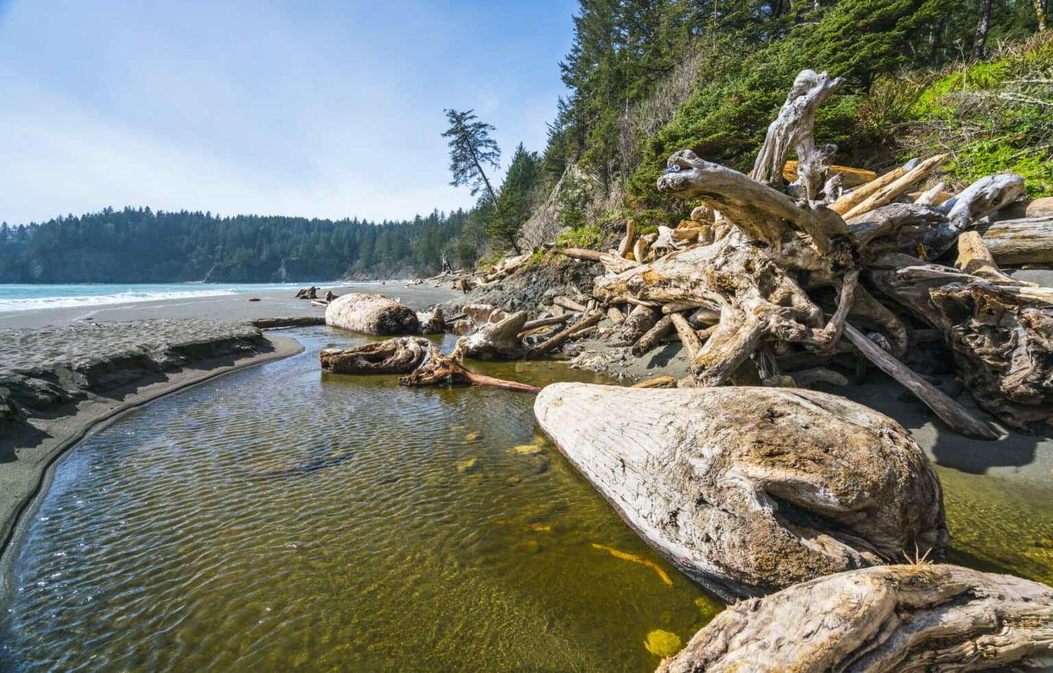 Mystisch liegen die Mammutbaumstämme am Strand von La Push und bilden die unglaublichsten Formationen.