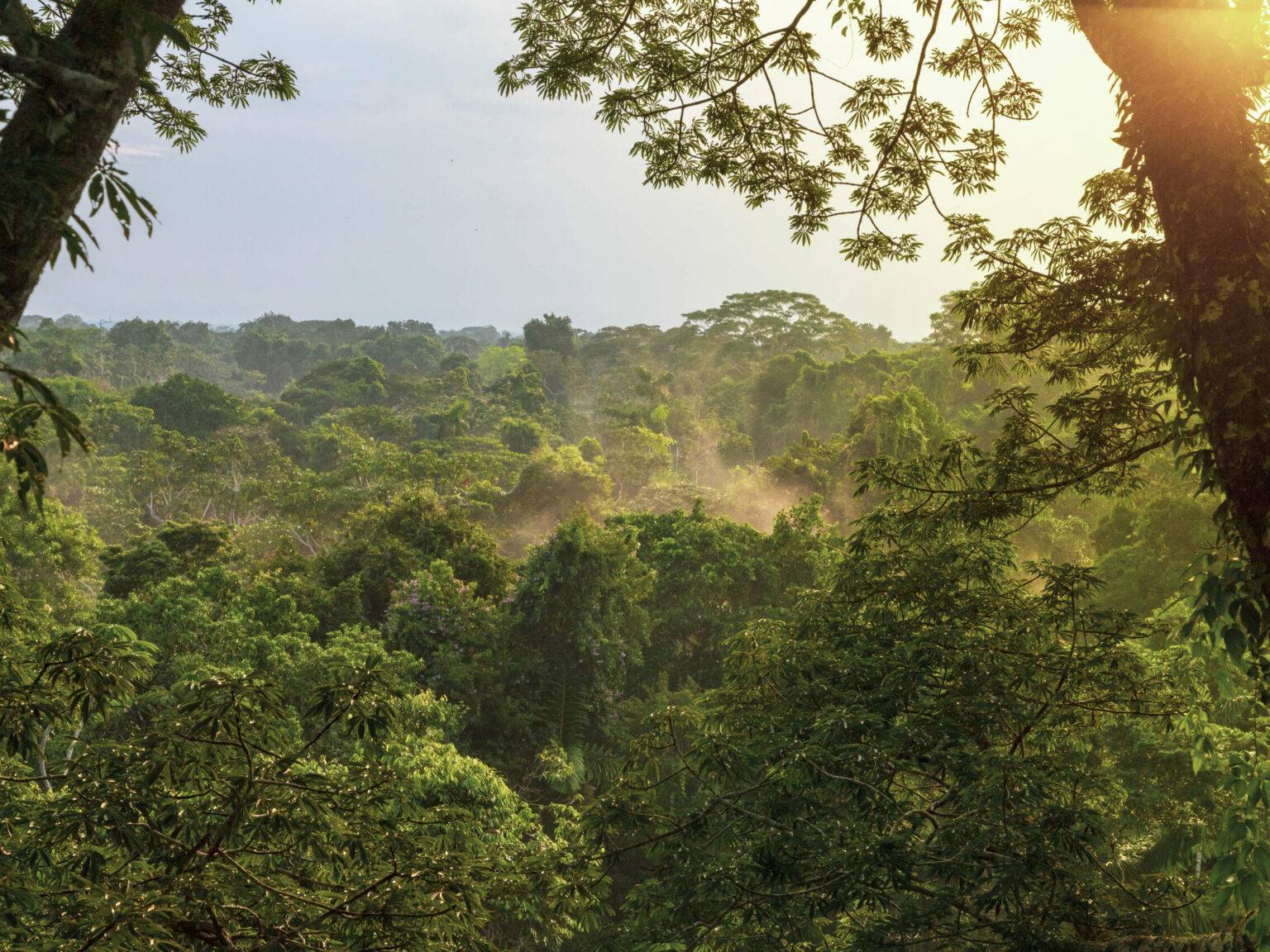 Dicht bewachsen ist der Regenwald in Ecuador.