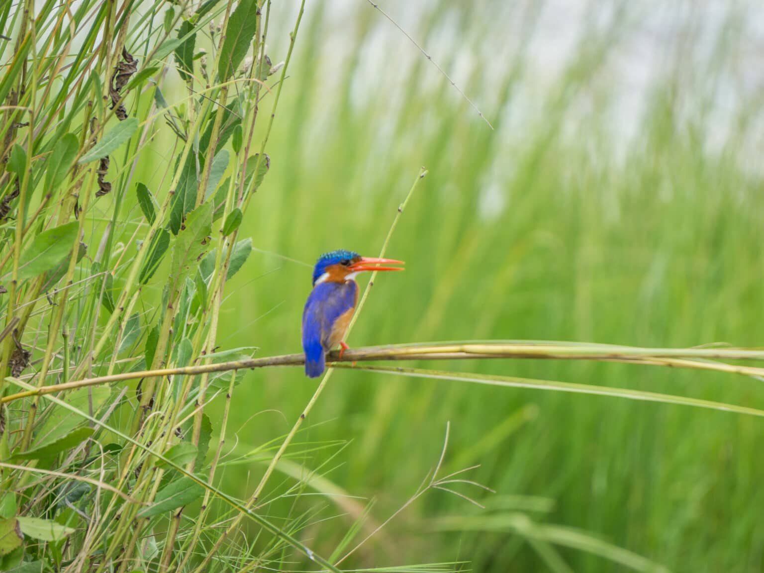Ein Eisvogel sitzt auf einem Grashalm in Botswanas Chobe Nationalpark.