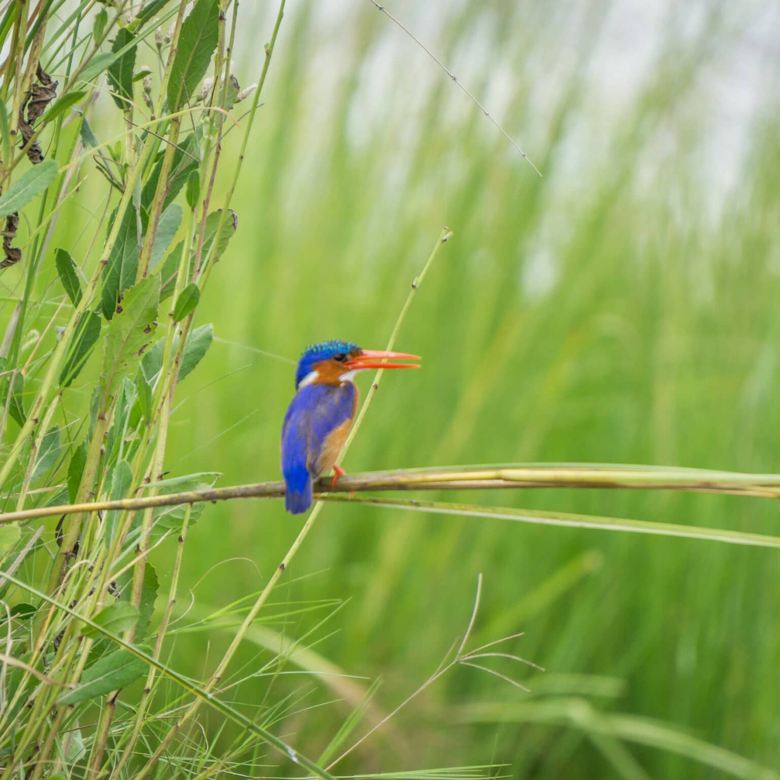Ein Eisvogel sitzt auf einem Grashalm in Botswanas Chobe Nationalpark.