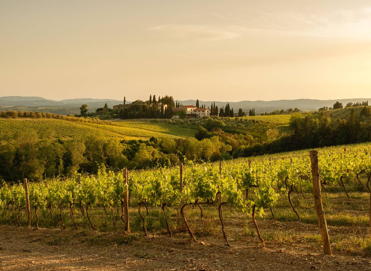 Hügelige Weinberge in der italienischen Toskana im Sonnenlicht.