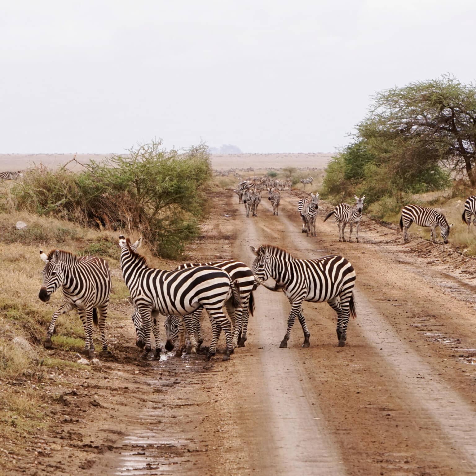 Zebras stehen gehen während einer Afrika Safari des Weges.
