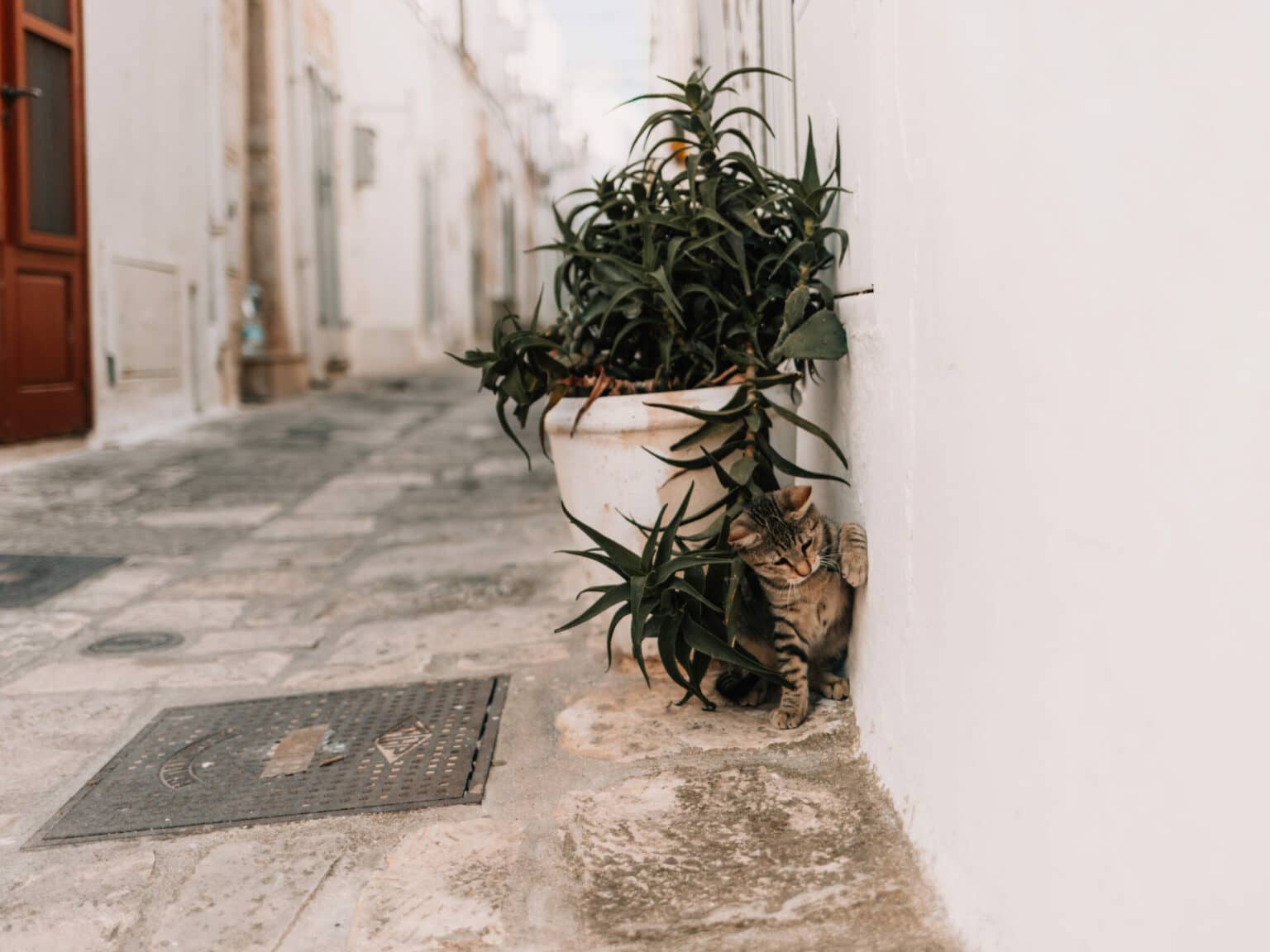 Eine getigerte Katze ist in der Altstadt Ostunis unterwegs.