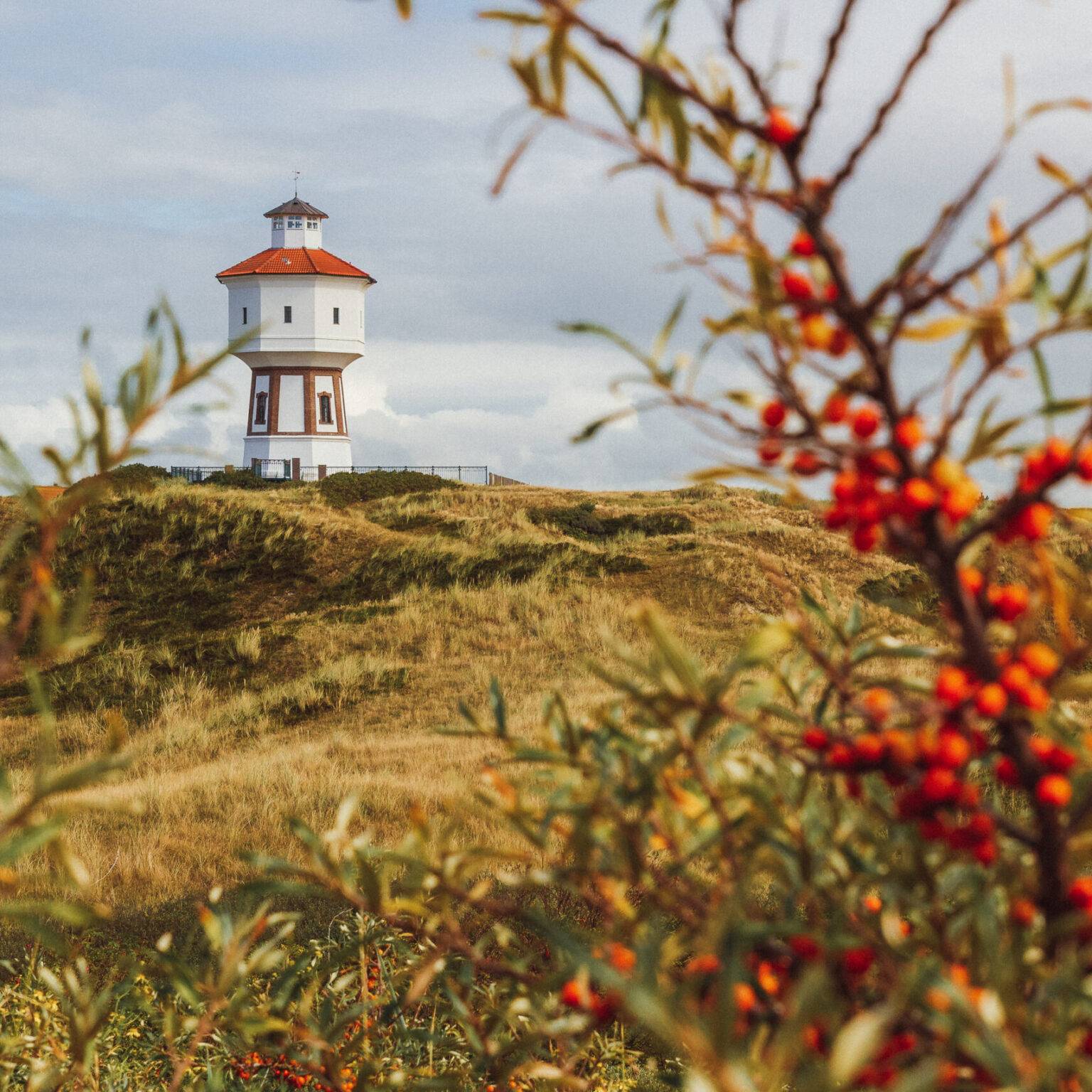 Ein Leuchtturm auf Langeoog, umgeben von begrasten Hügeln und Sanddornbüschen im Vordergrund.