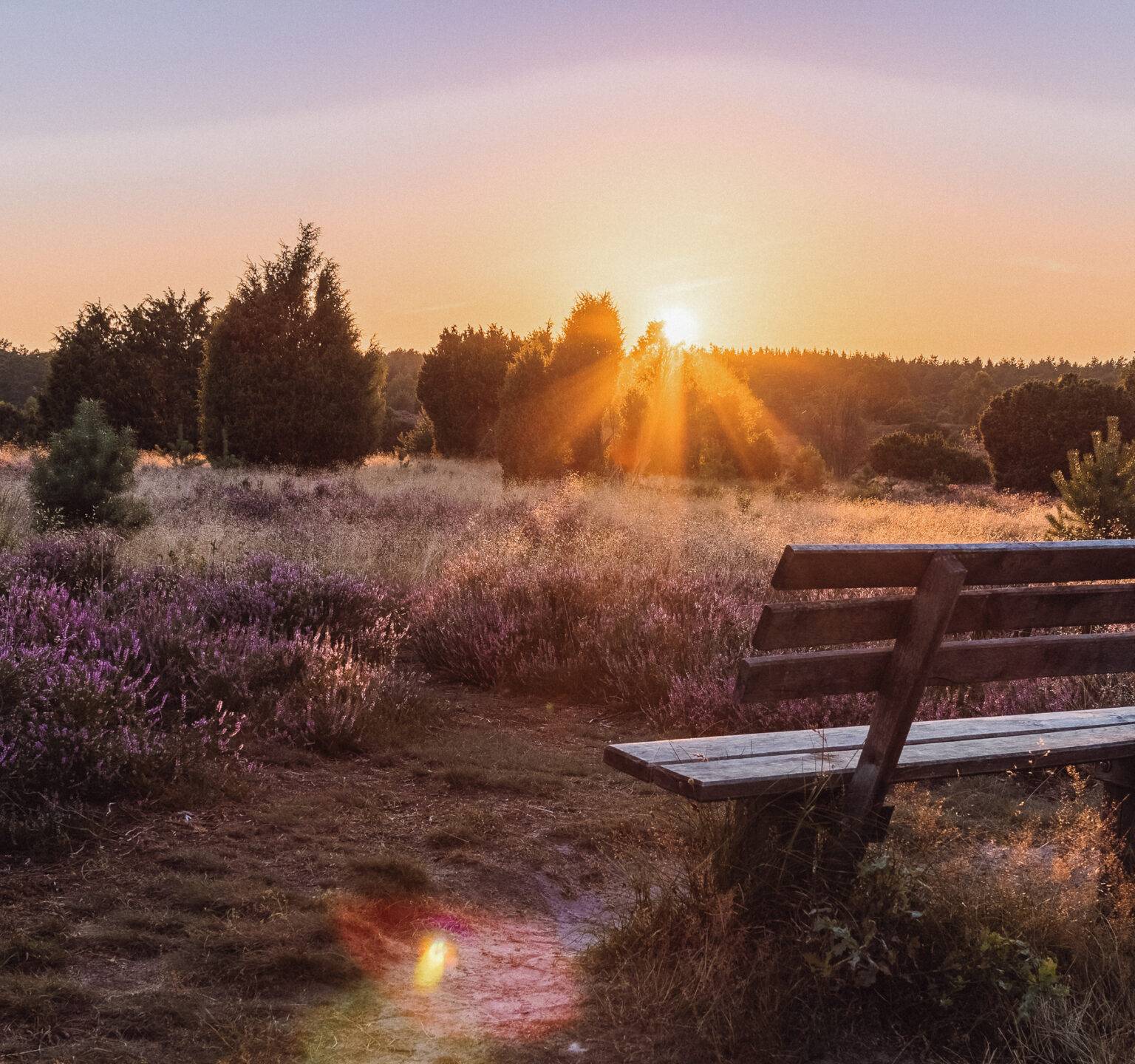 Eine Wiese mit blühendem Heidekraut und eine Holzbank in der Lüneburger Heide.