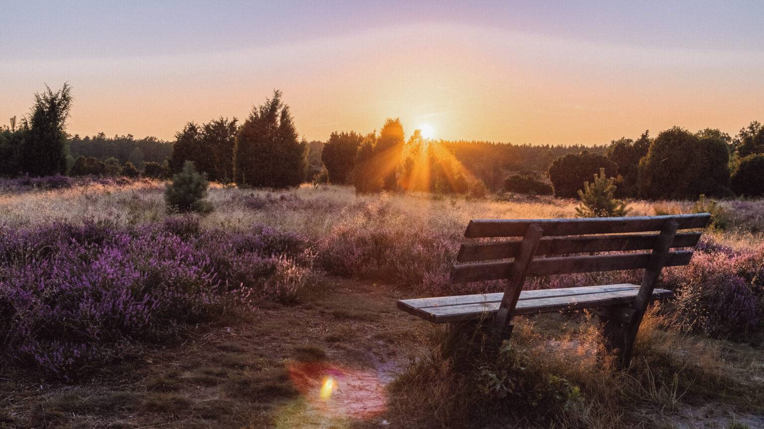 Eine Wiese mit blühendem Heidekraut und eine Holzbank in der Lüneburger Heide.