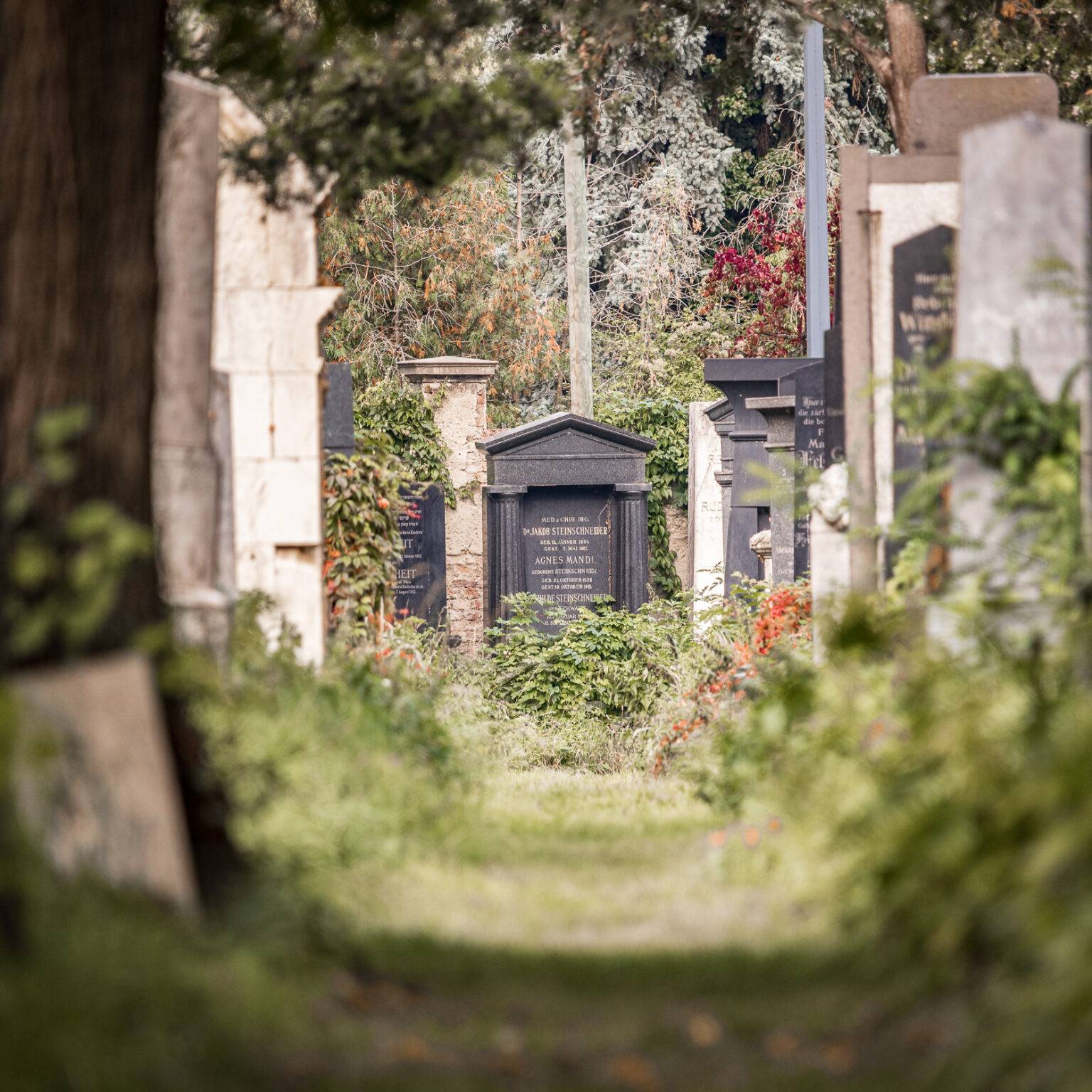 Ein schmaler Weg zwischen Grabsteinen im Zentralfriedhof, umgeben von Bäumen und Pflanzen.
