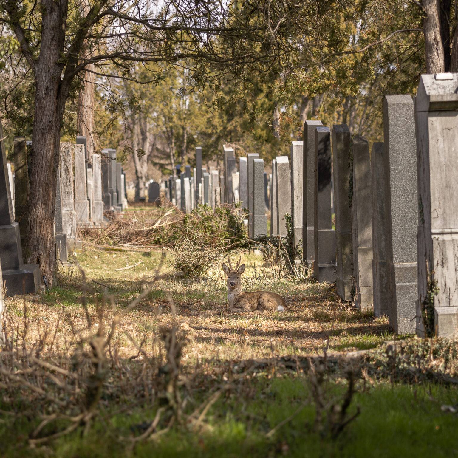 Ein schmaler Weg zwischen Grabsteinen imZentralfriedhof Friedhof, umgeben von Bäumen und herabgefallenem Laub. Mittig liegt ein Reh.