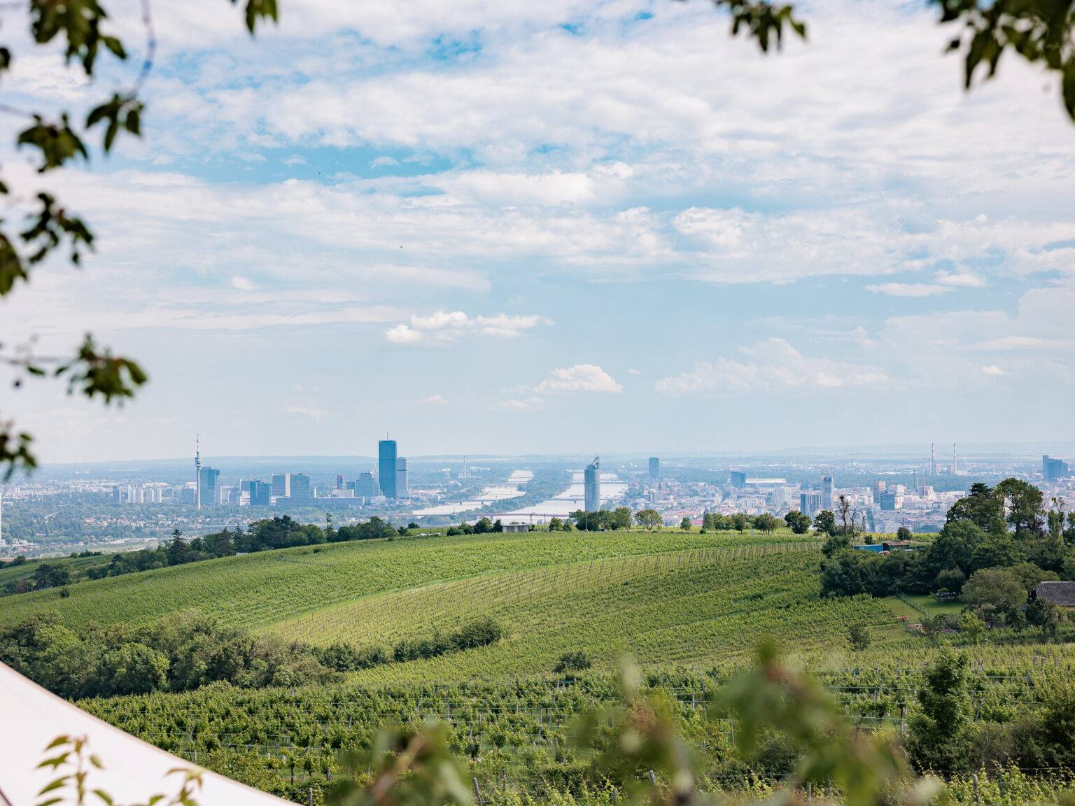 Blick auf eine grüne Weinlandschaft mit der Skyline von Wien im Hintergrund und einem bewölkten Himmel.