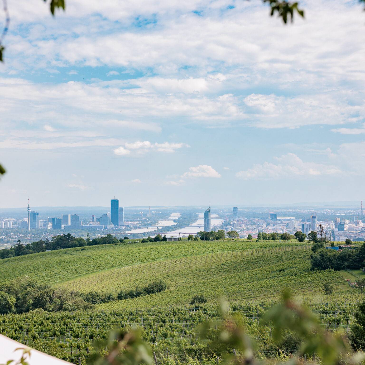 Blick auf eine grüne Weinlandschaft mit der Skyline von Wien im Hintergrund und einem bewölkten Himmel.