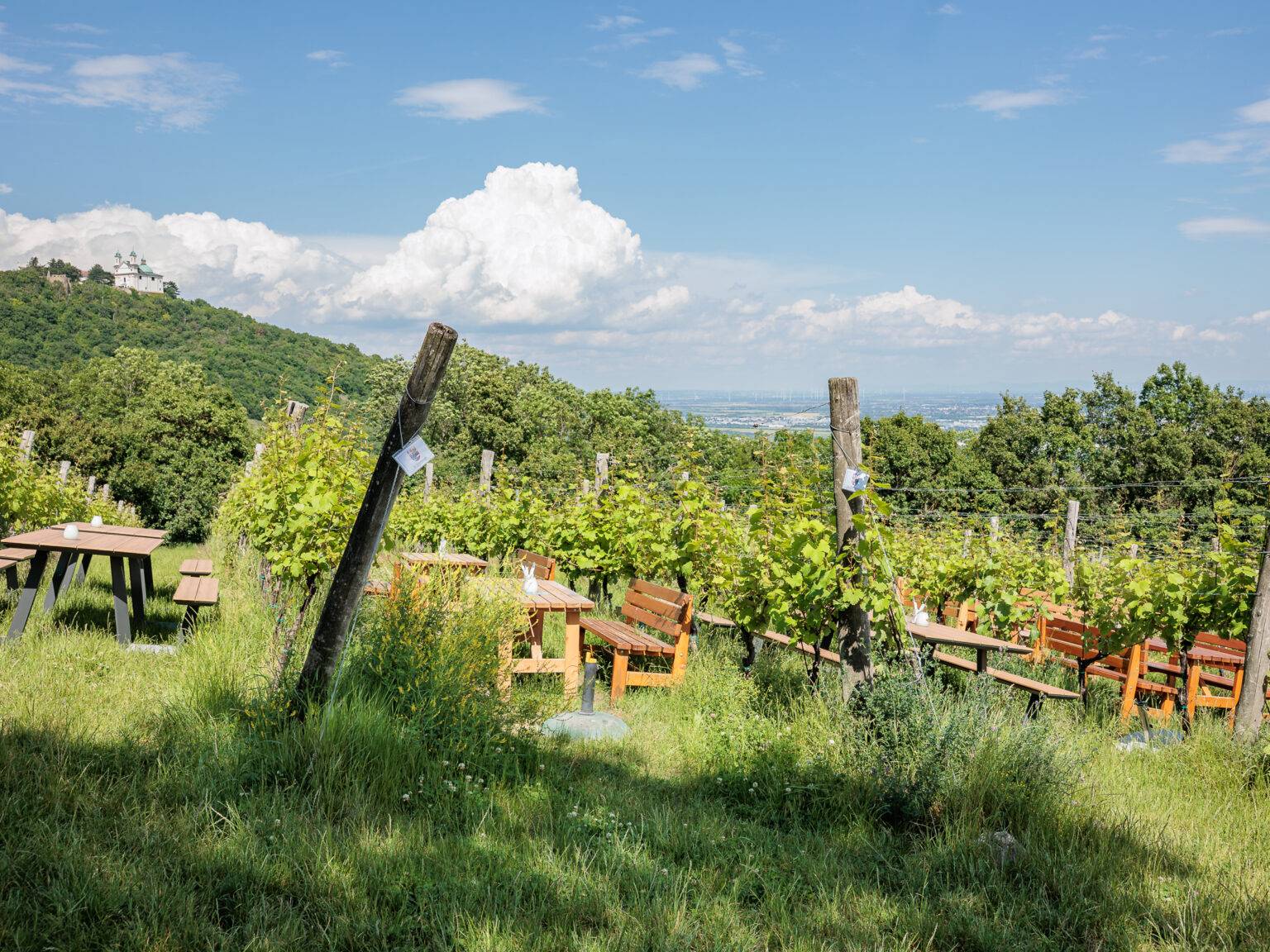 Landschaft mit Weinreben, Holztischen und Bänken unter blauem Himmel und Wolken.