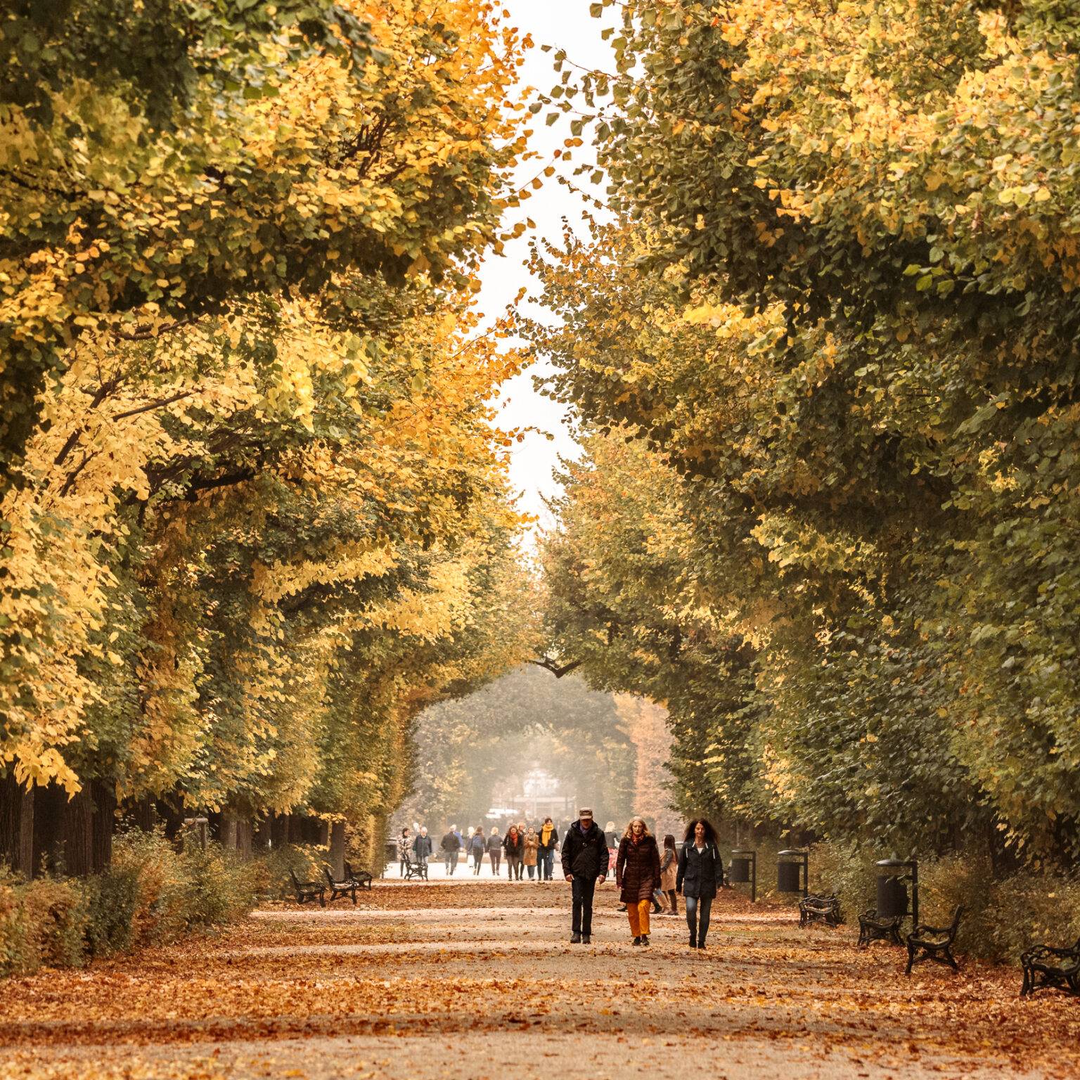 Herbstliche Allee in Schönbrunn mit bunten Bäumen, Spaziergängern auf einem gepflasterten Weg und Laub am Boden.