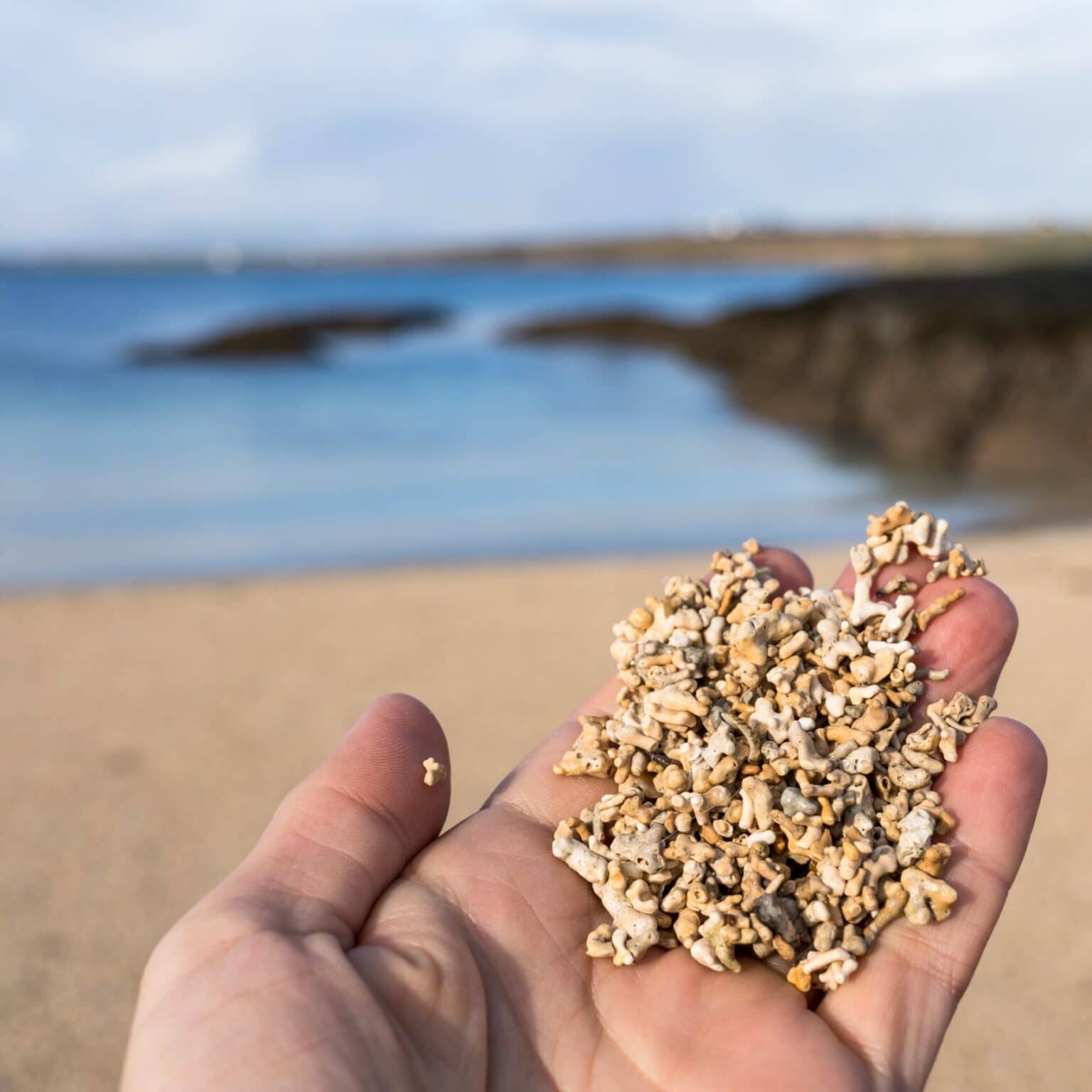 Sand aus Algenablagerungen in einer Hand am Coral Beach