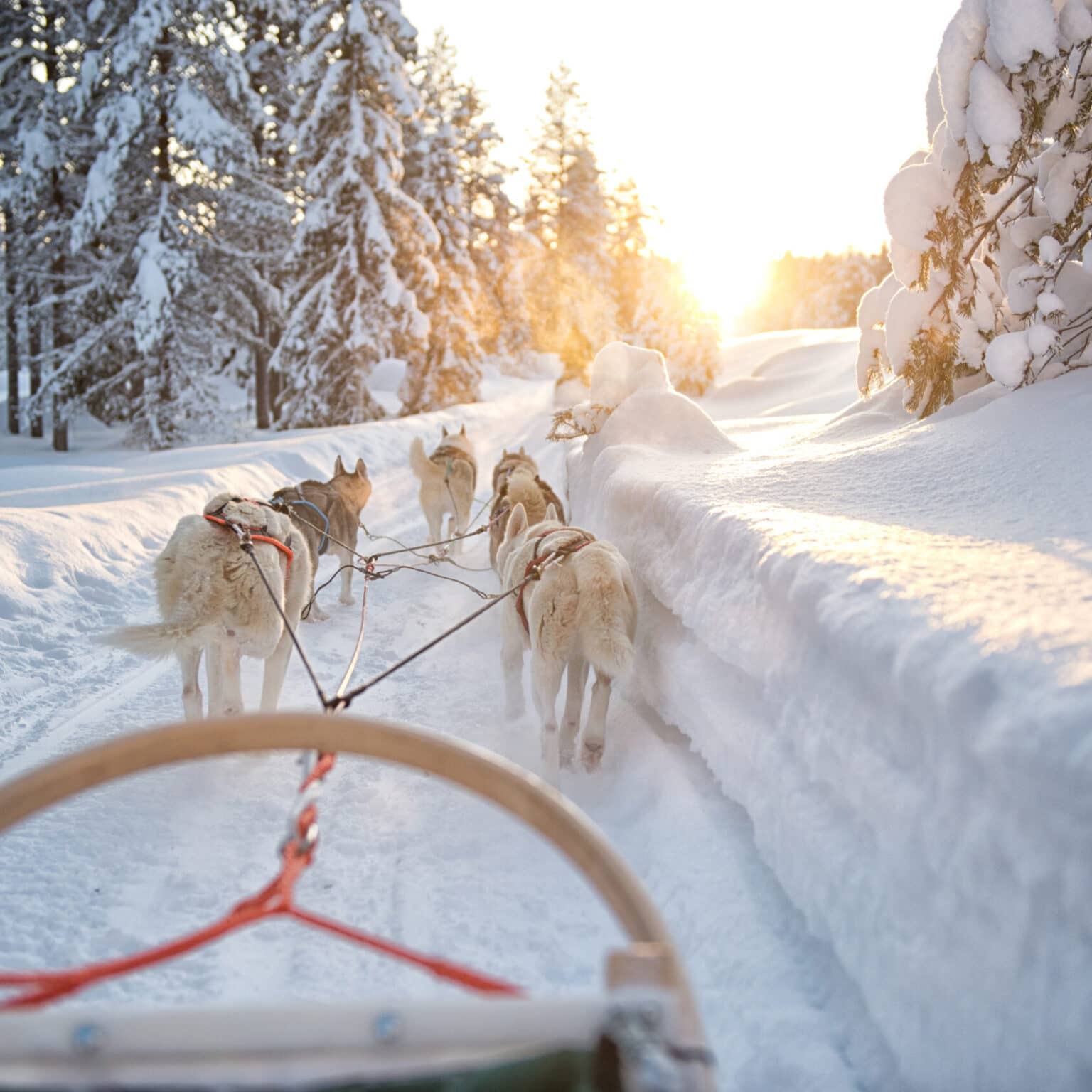 Huskies ziehen einen Schlitten durch verschneite Wälder in Finnisch Lappland.