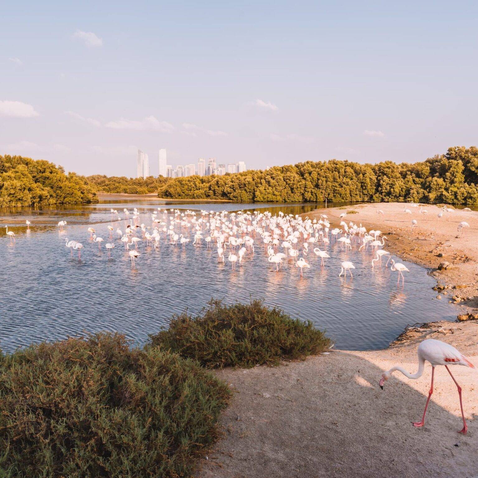 Ein mit grünen Büschen umgebener See voller Flamingos mit der Skyline von Dubai im Hintergrund.