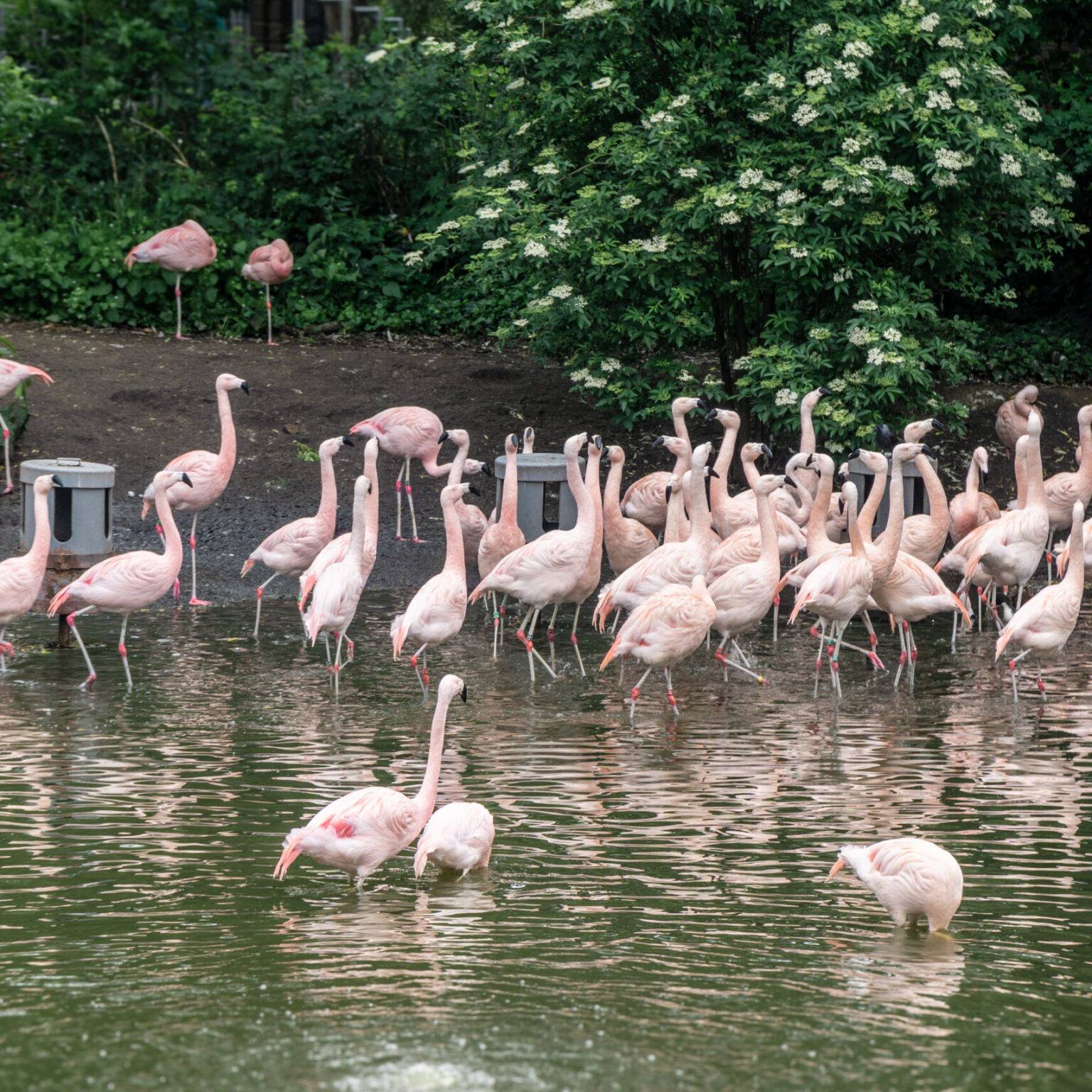 Flamingos im Wasserbecken des Artis Zoos in Amsterdam vor grünem Hintergrund.