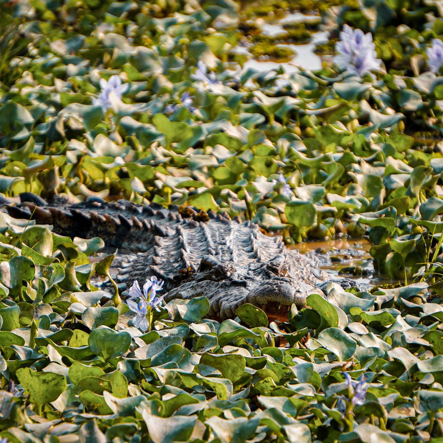 Ein Siam Krokodil liegt zwischen Wasserpflanzen im Cat Tien Nationalpark.