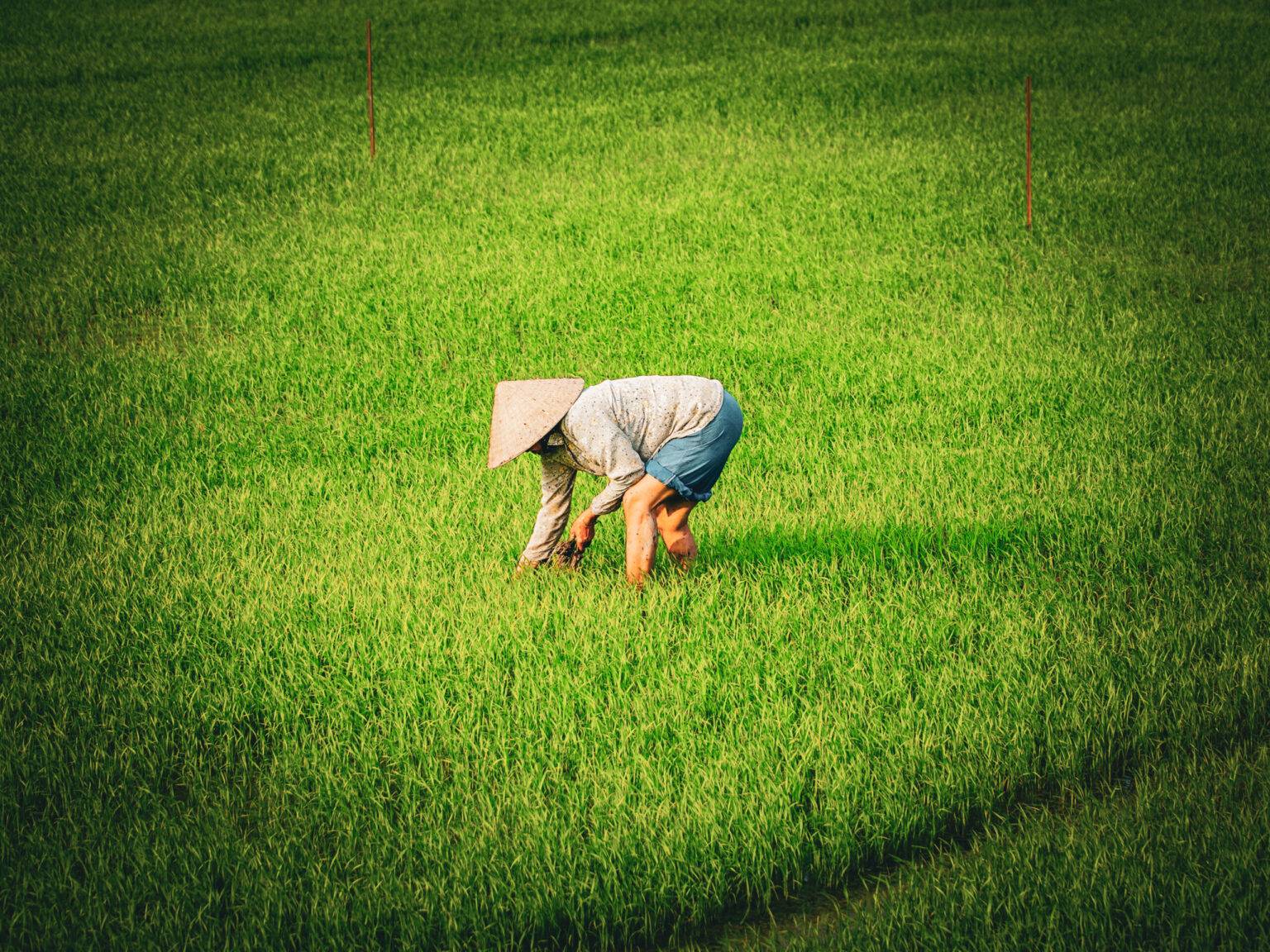 Eine Frau arbeitet auf einem Reisfeld im Mekong-Delta.