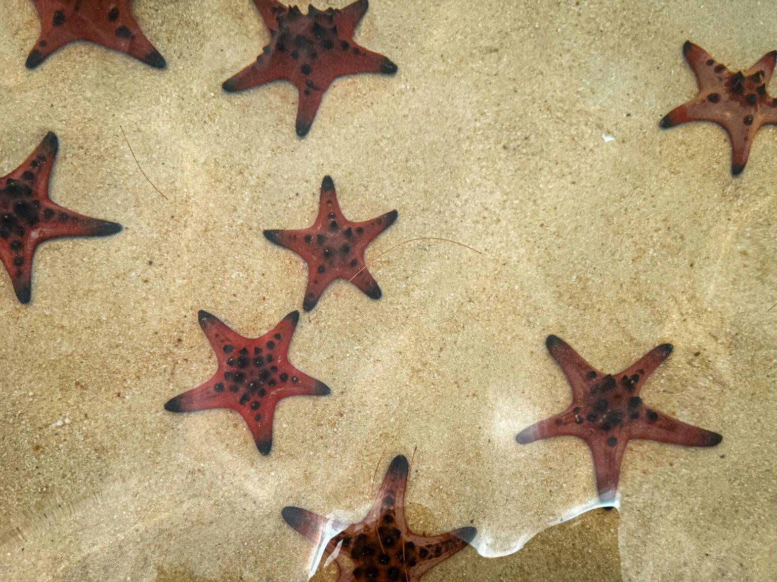 Seesterne auf dem Meeresgrund im klaren Wasser.
