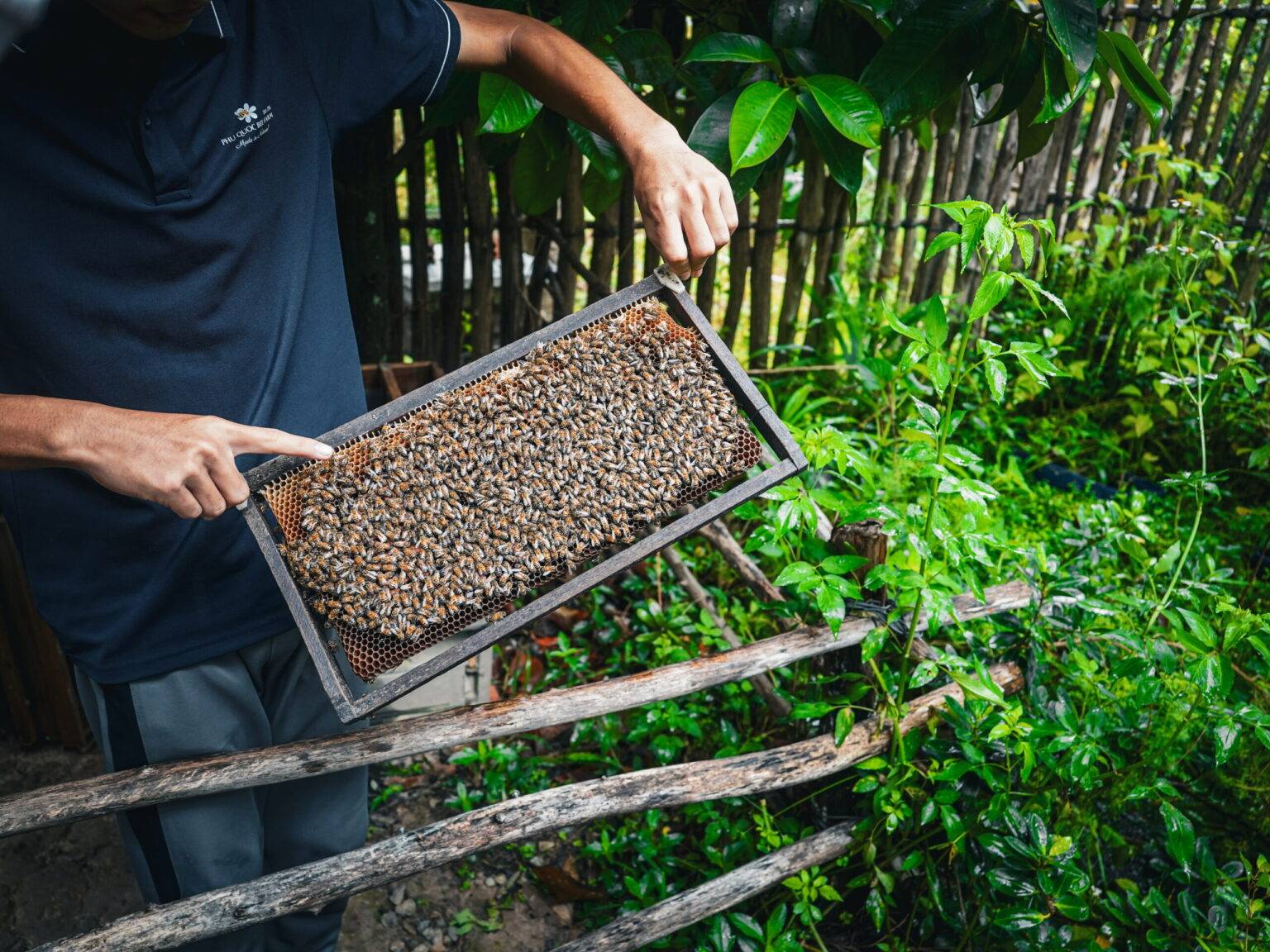 Ein Mann hält eine Platte mit Honigbienen hoch.