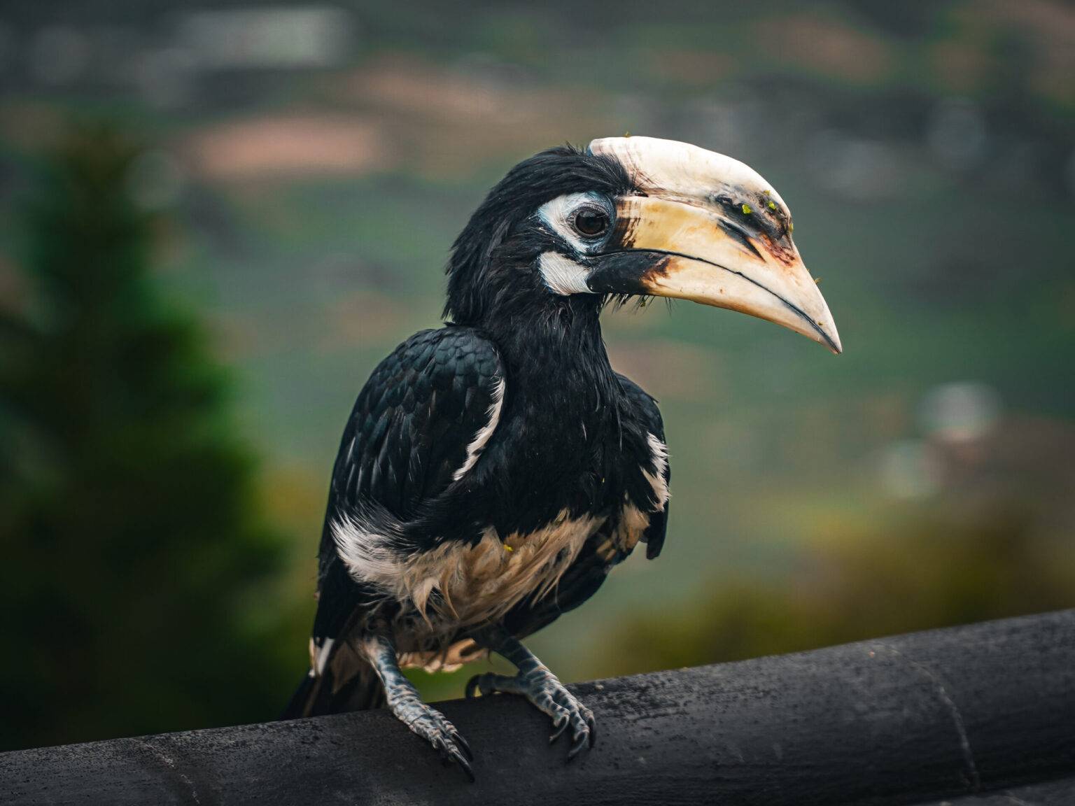 Ein exotischer Nashornvogel mit einem gelben Schnabel in den Wäldern von Ta Cu.