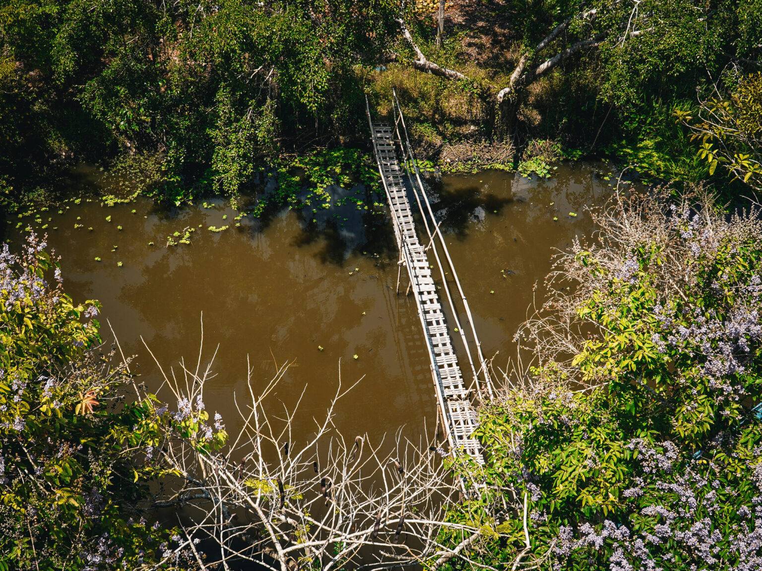 Ein von grünen Pflanzen umgebener Fluss, über den eine schmale Holzbrücke läuft aus der Vogelperspektive.