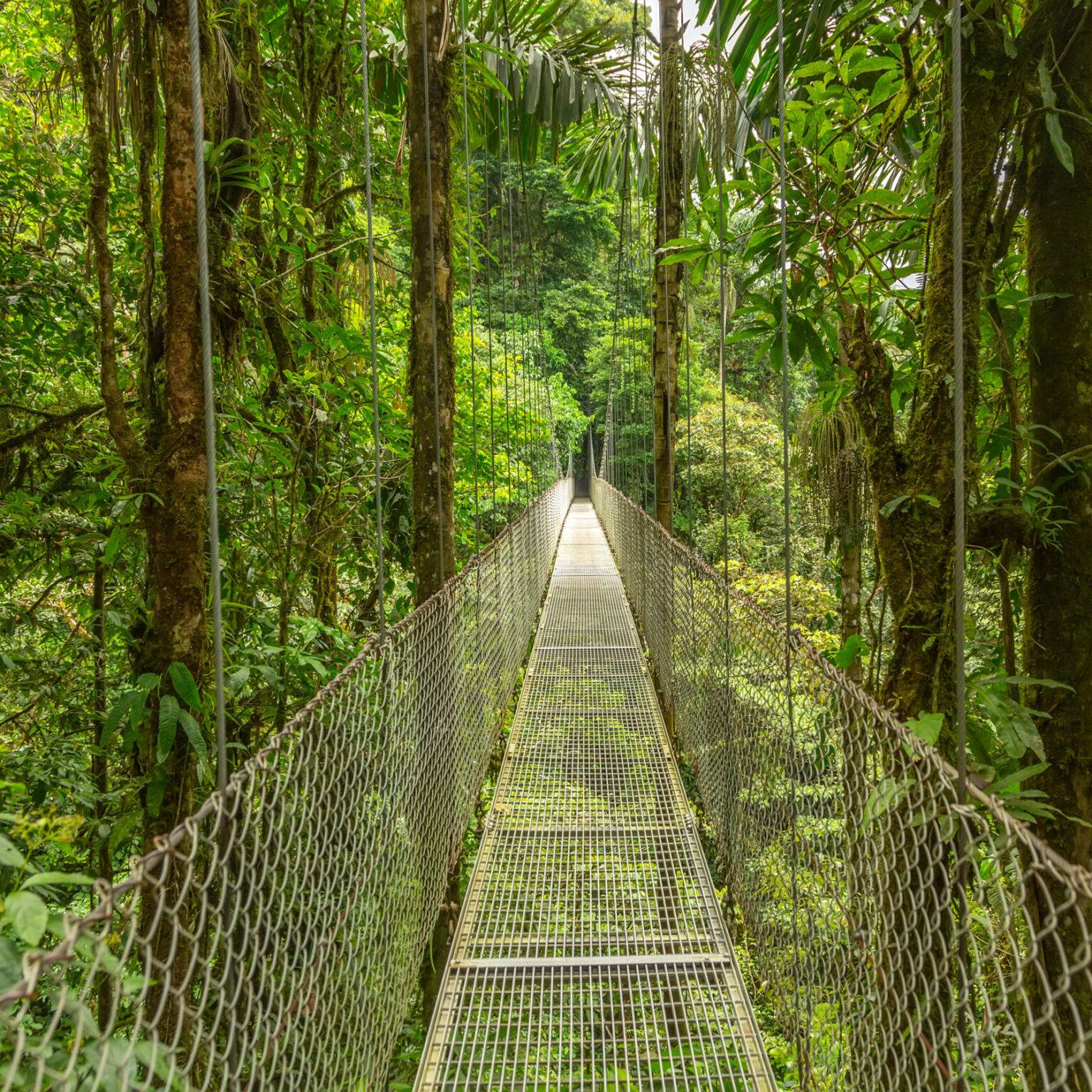 Eine Hängebrücke führt Besucher durch einen Regenwald in Costa Rica.